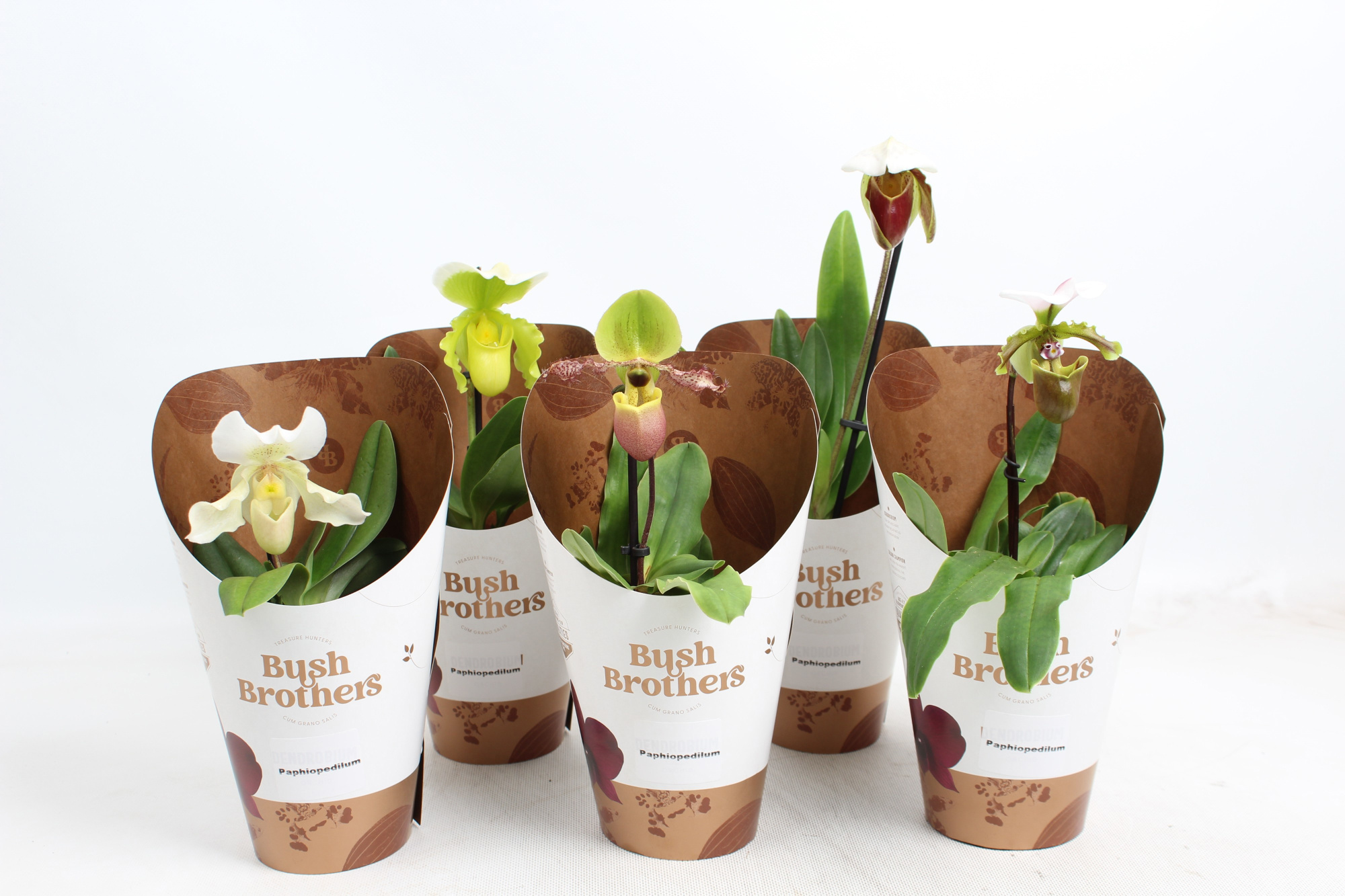 Paphiopedilum mix 12 cm, D 12