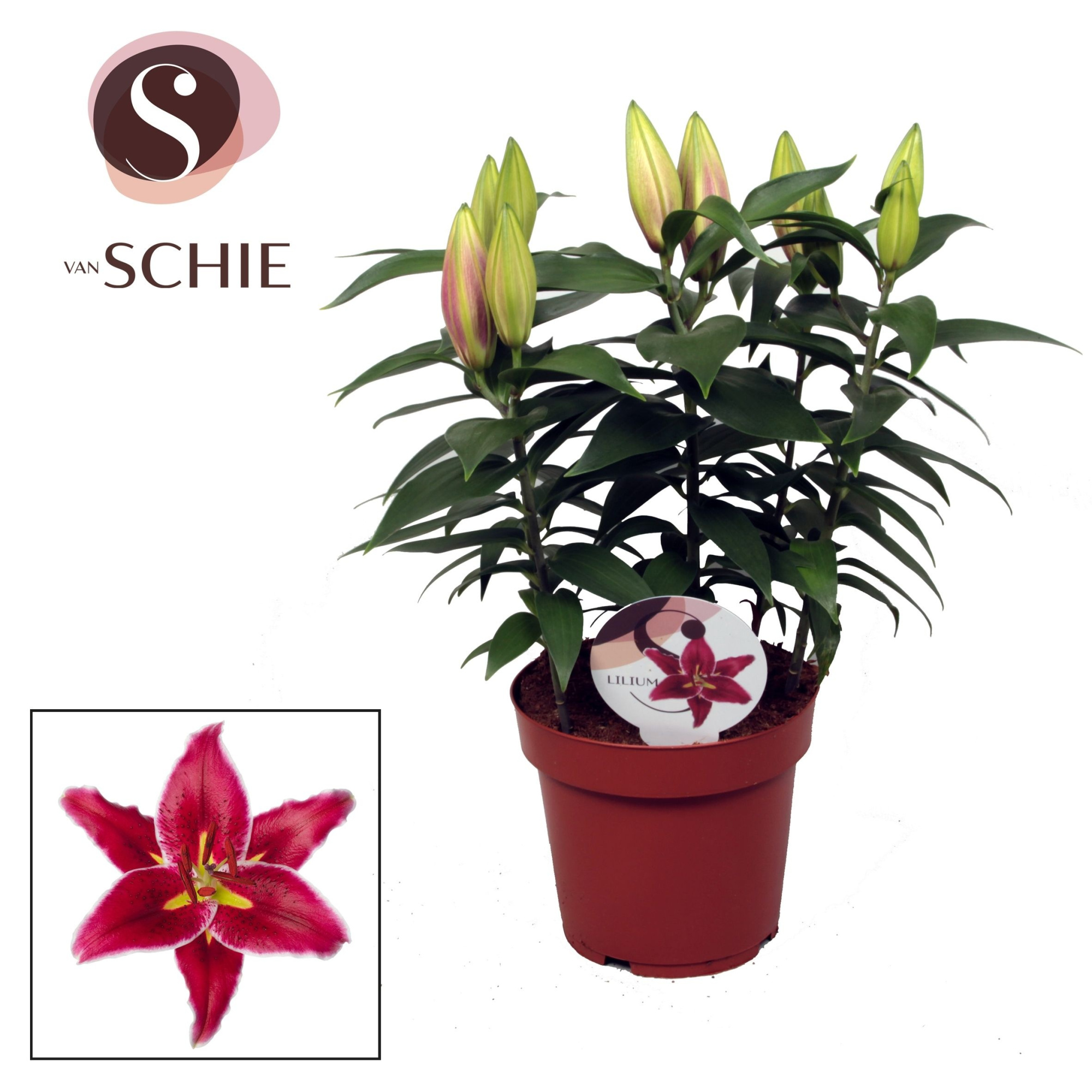 Lilium Or Magny Cours 19cm, D 19 cm