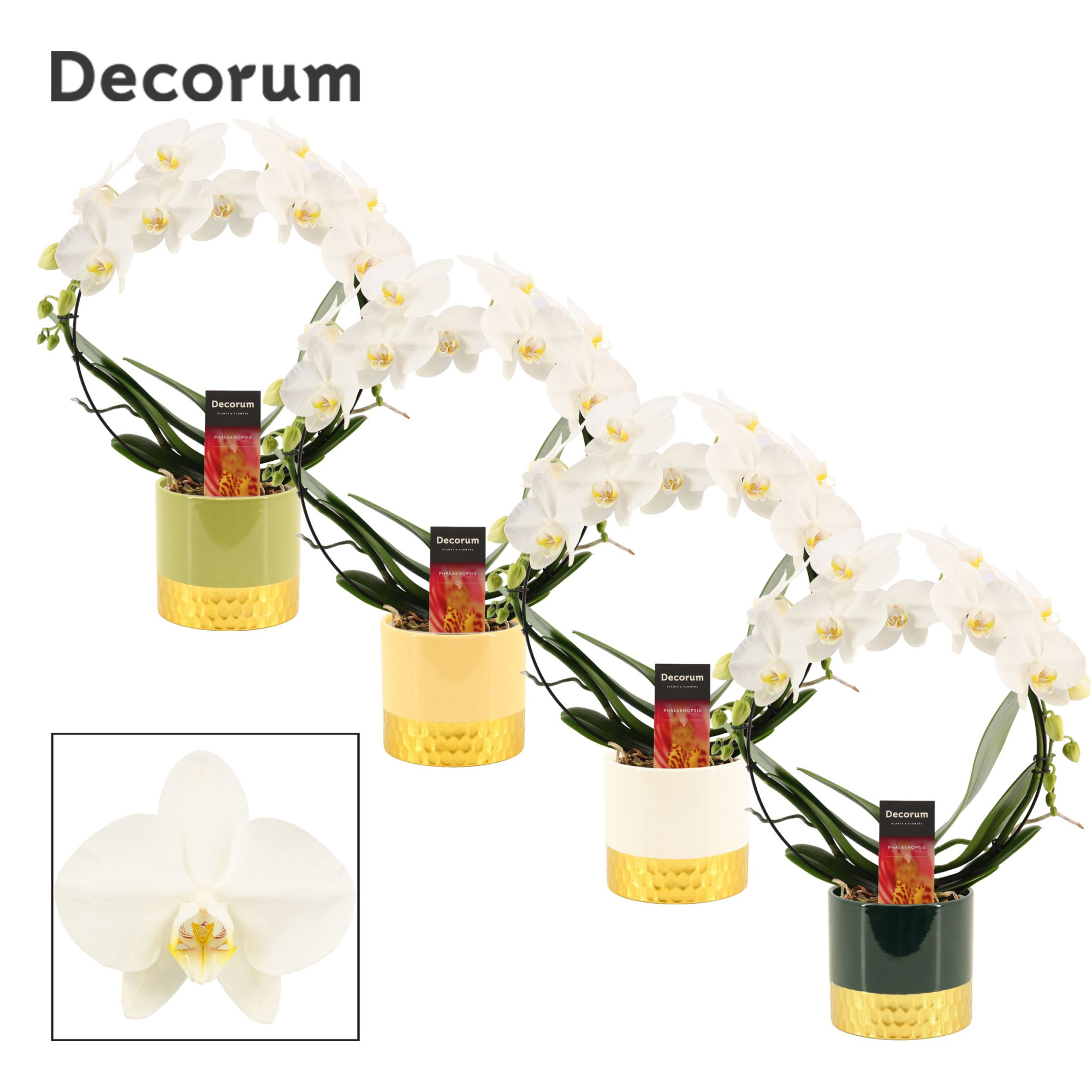 Phalaenopsis boog wit in Frederique (Top blend-collection), D 12 cm