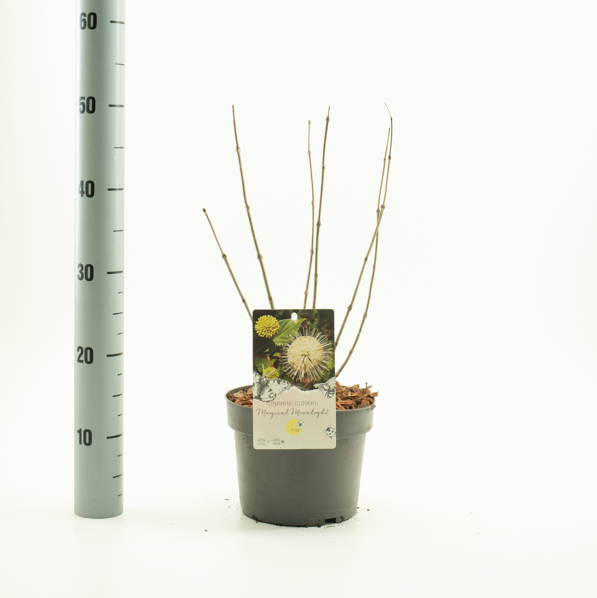 Cephalanthus 'Magical Moonlight', D 19