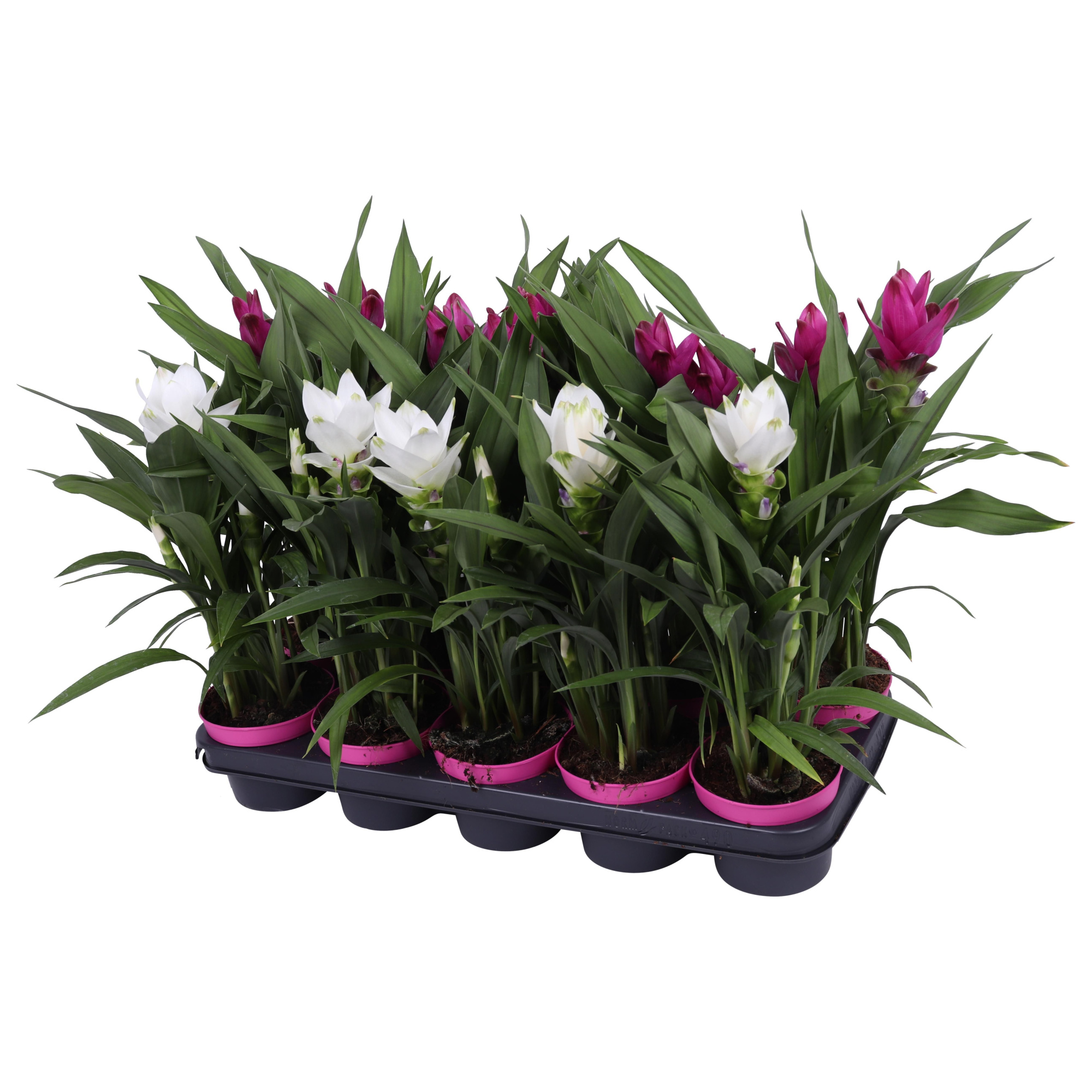 Curcuma 12cm - mix 2 kleuren, 4+ bloem, D 12