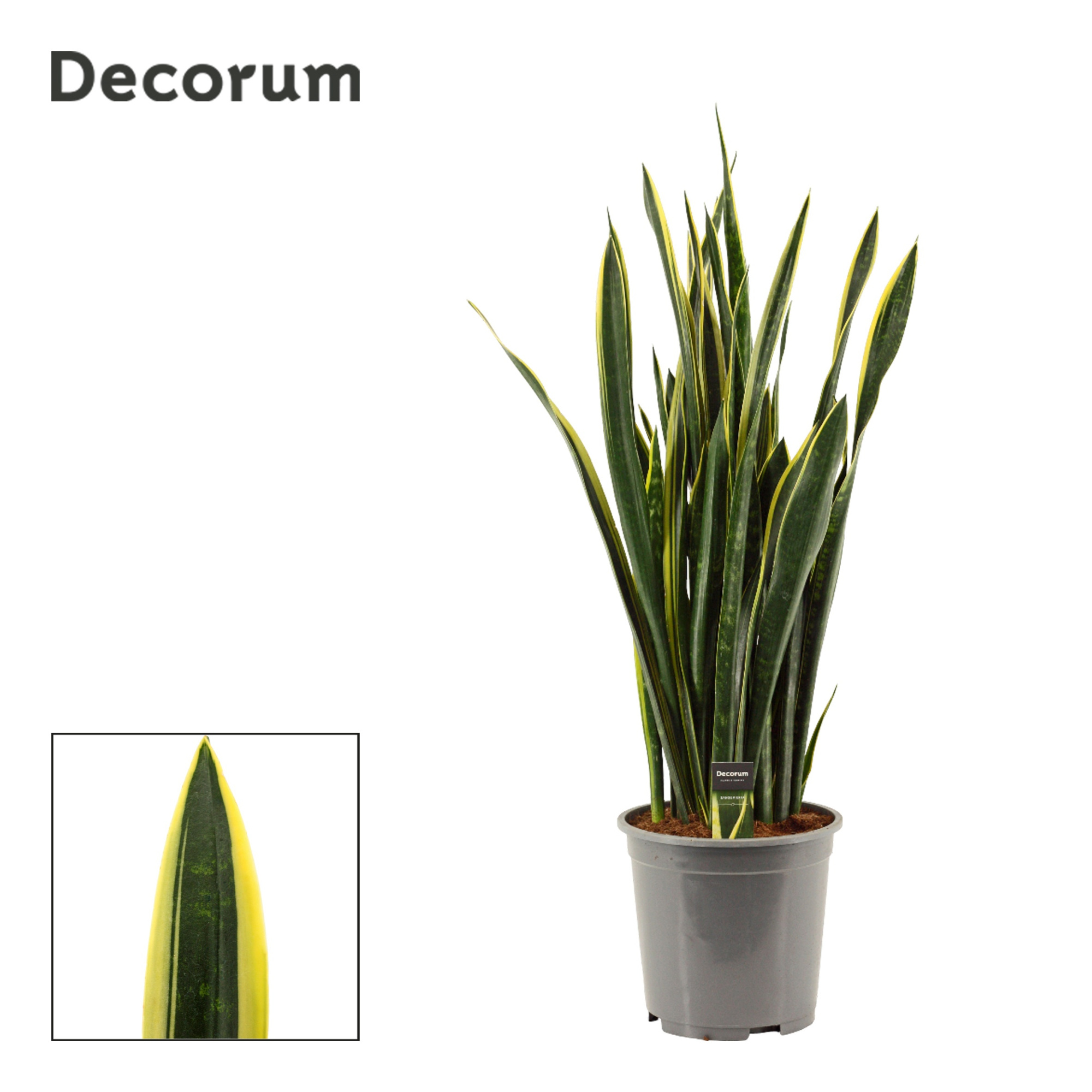 Sansevieria Gold Flame Long Leaf 27 cm (Decorum), D 27