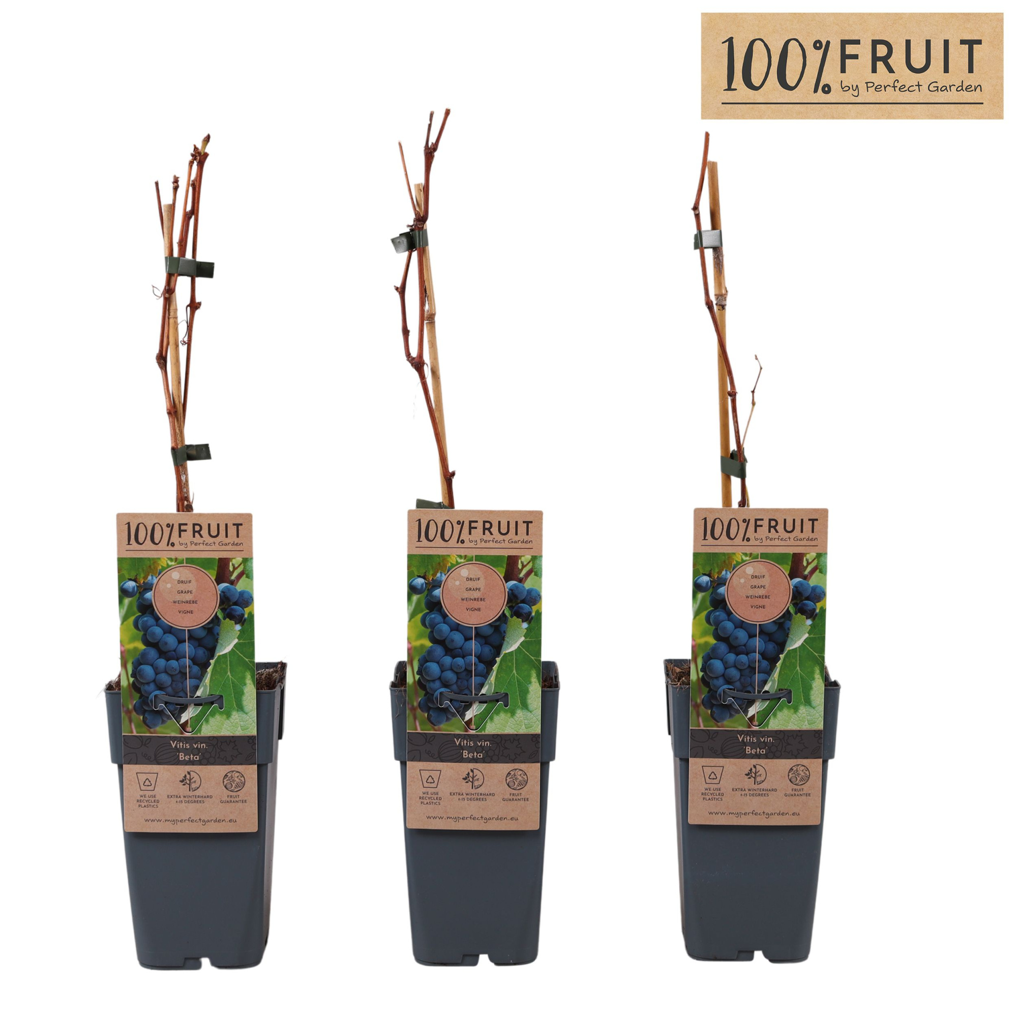 Vitis Beta P15, D 15