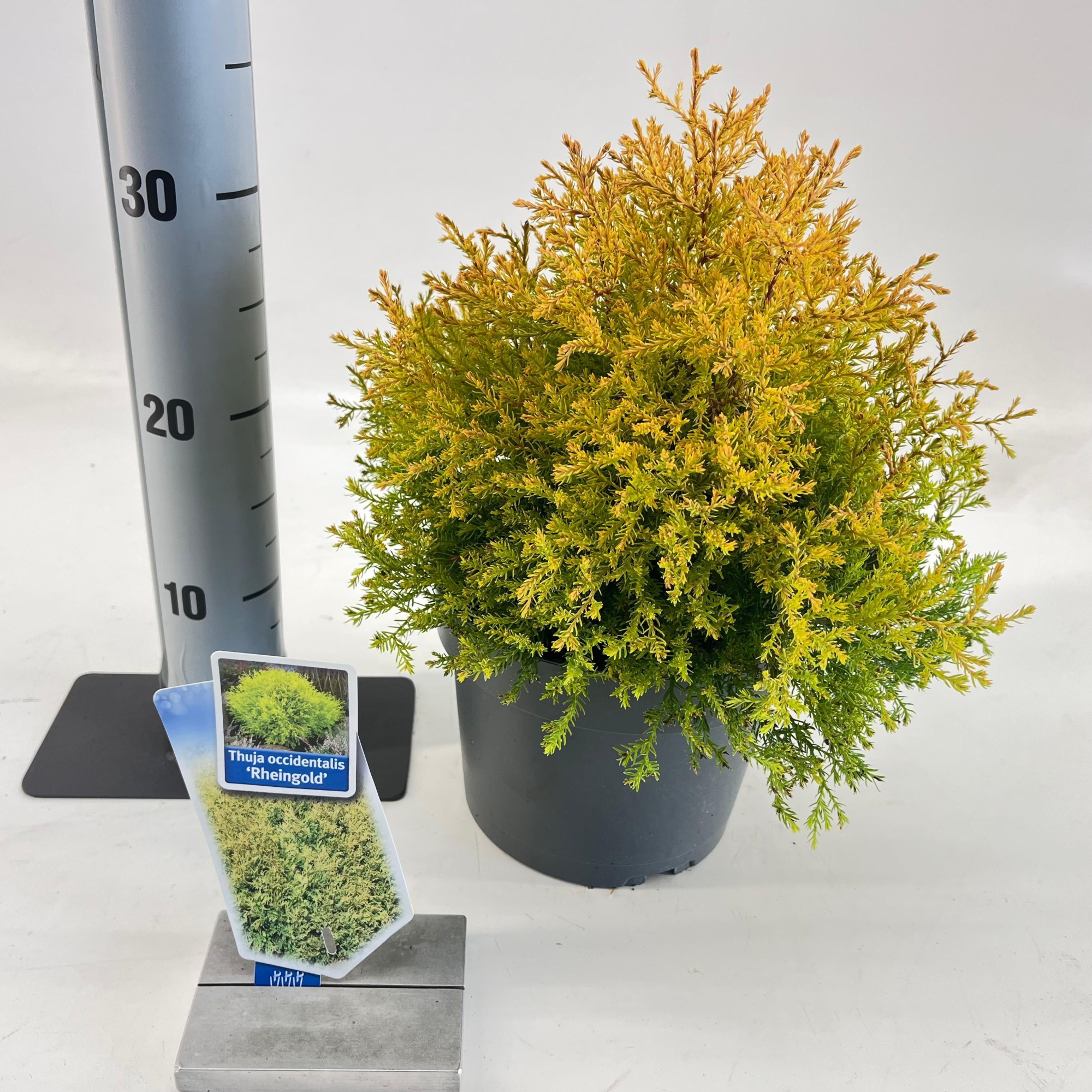 Thuja occ. 'Rheingold', D 19 cm