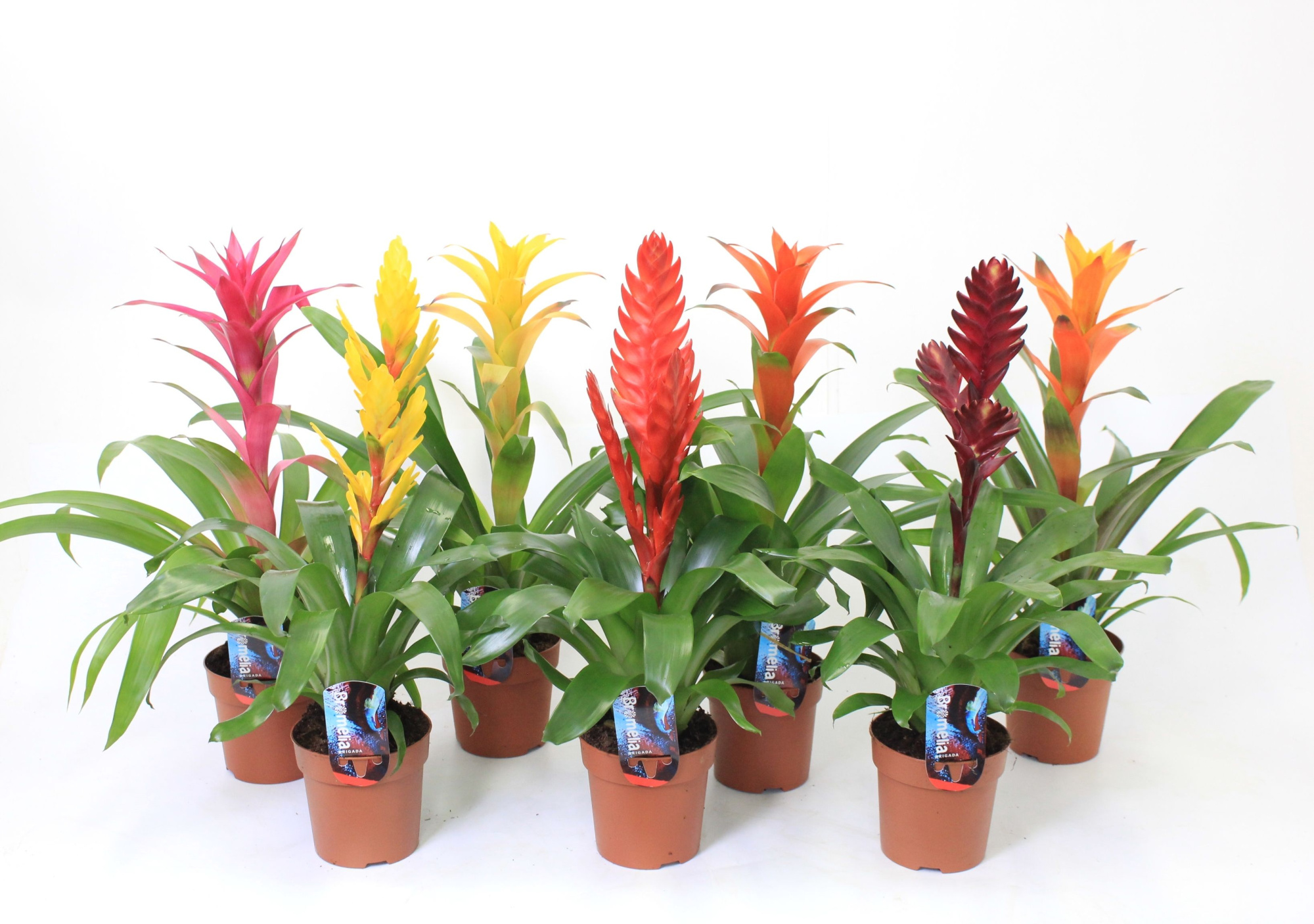 Bromelia Mx 12, D 12 cm