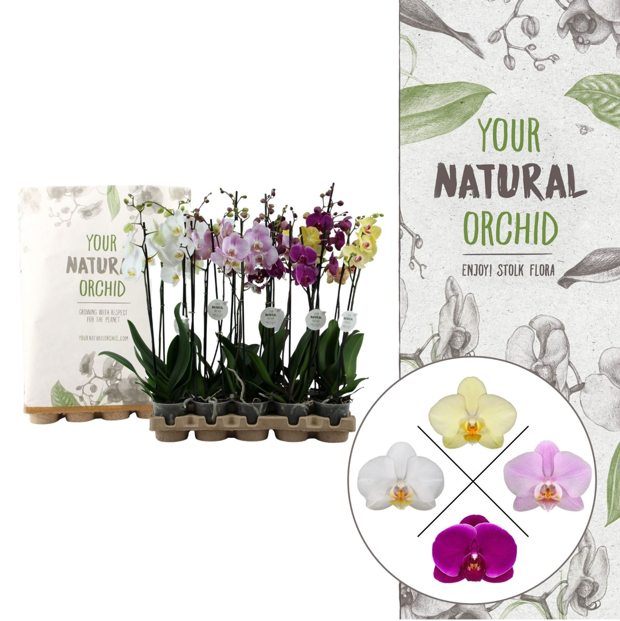 Your Natural Orchid | Eco Mix 65cm | Phalaenopsis 2 spike, D 12