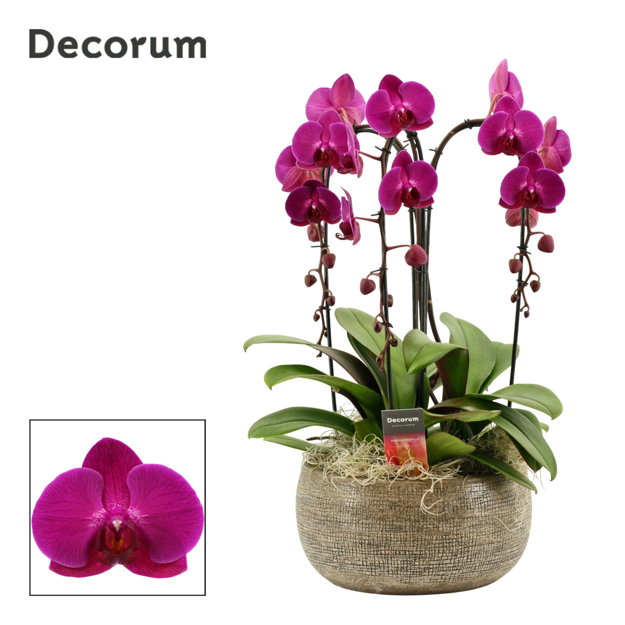 Bianca cascade 3 tak symphony purple (Deco-collection), D 27