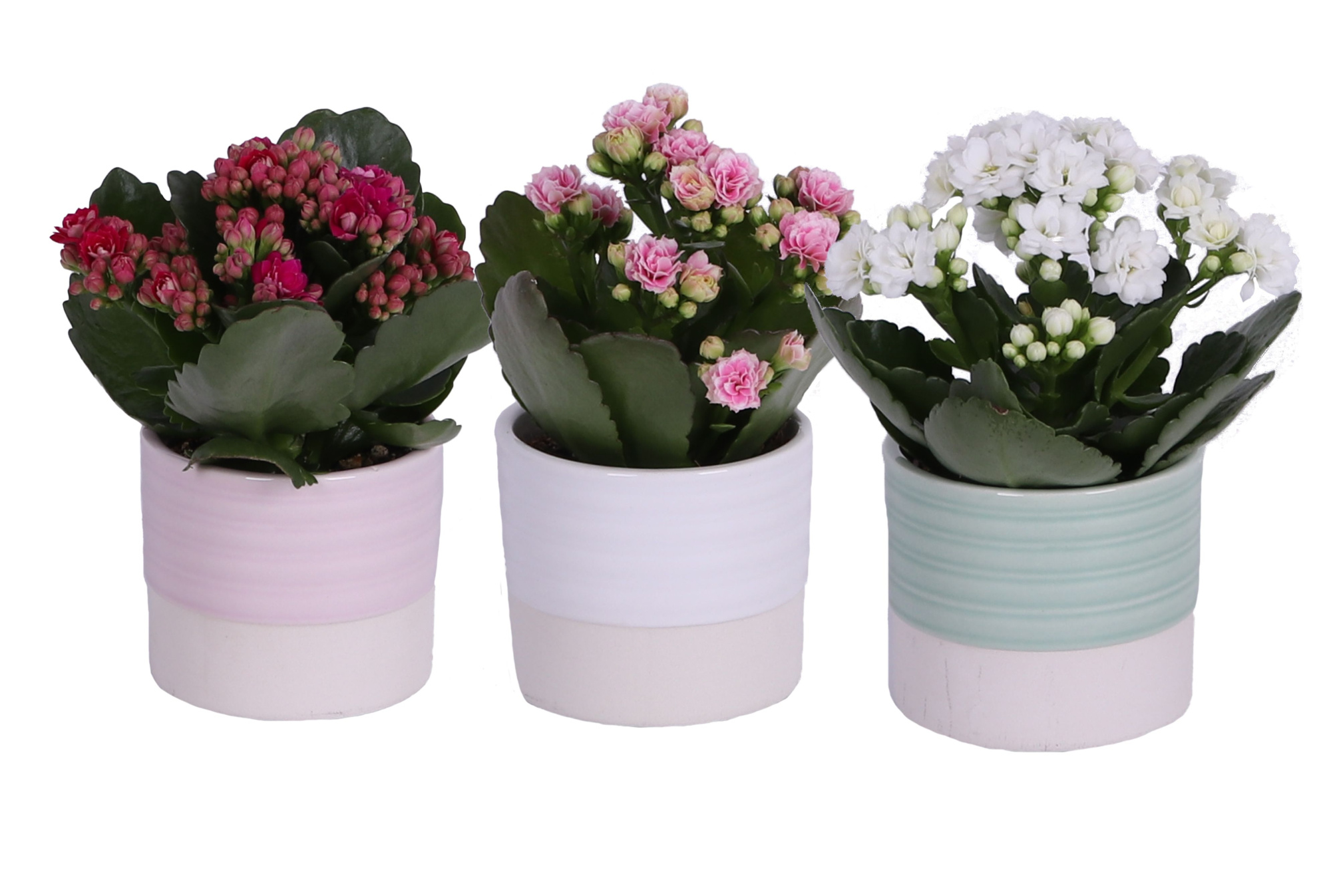 KP-883.1 - Kalanchoe Rosalina 6cm in cilinderpot op voetje, D 6