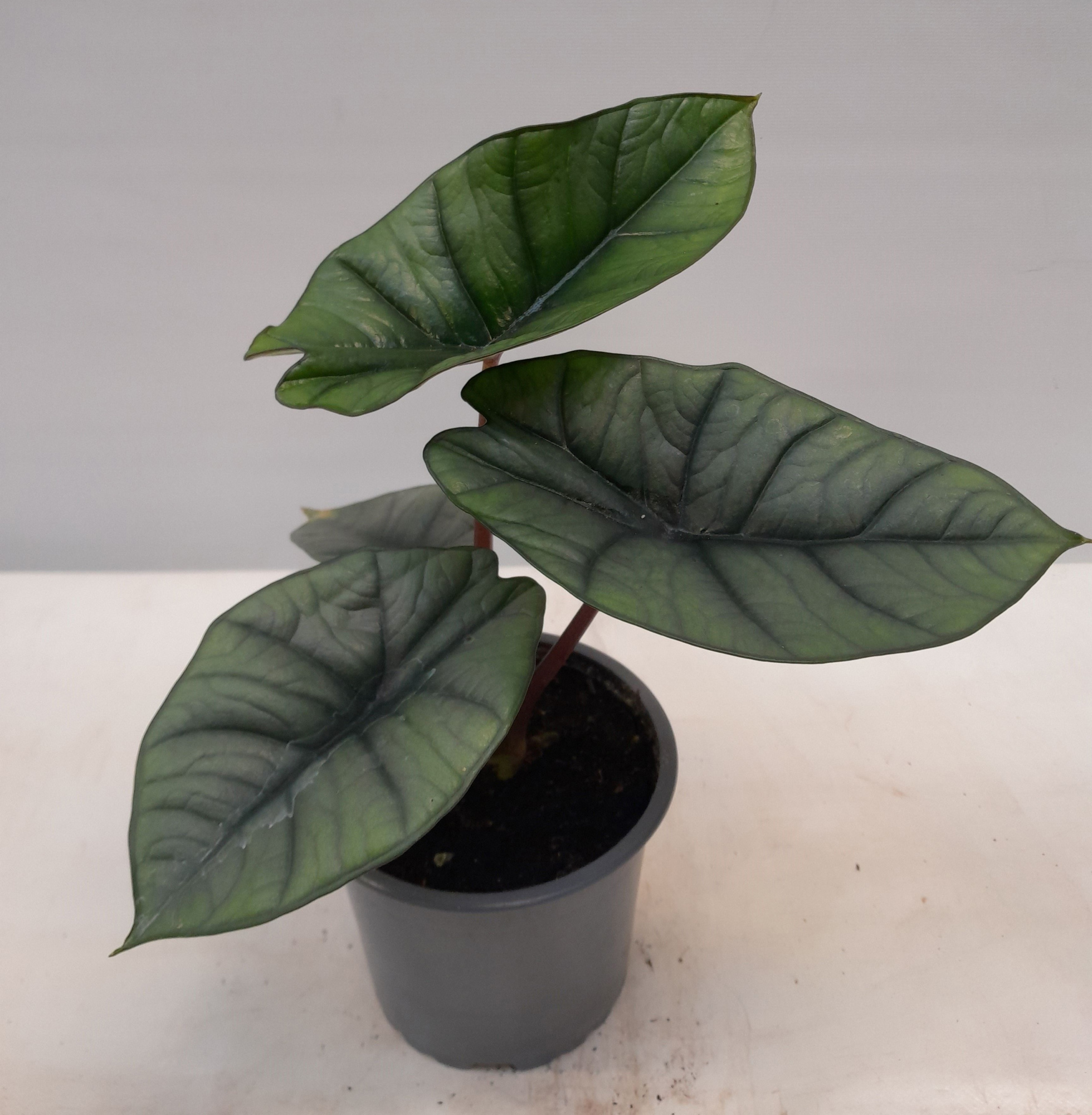 ALOCASIA X AMAZONICA Platinum, D 12 cm