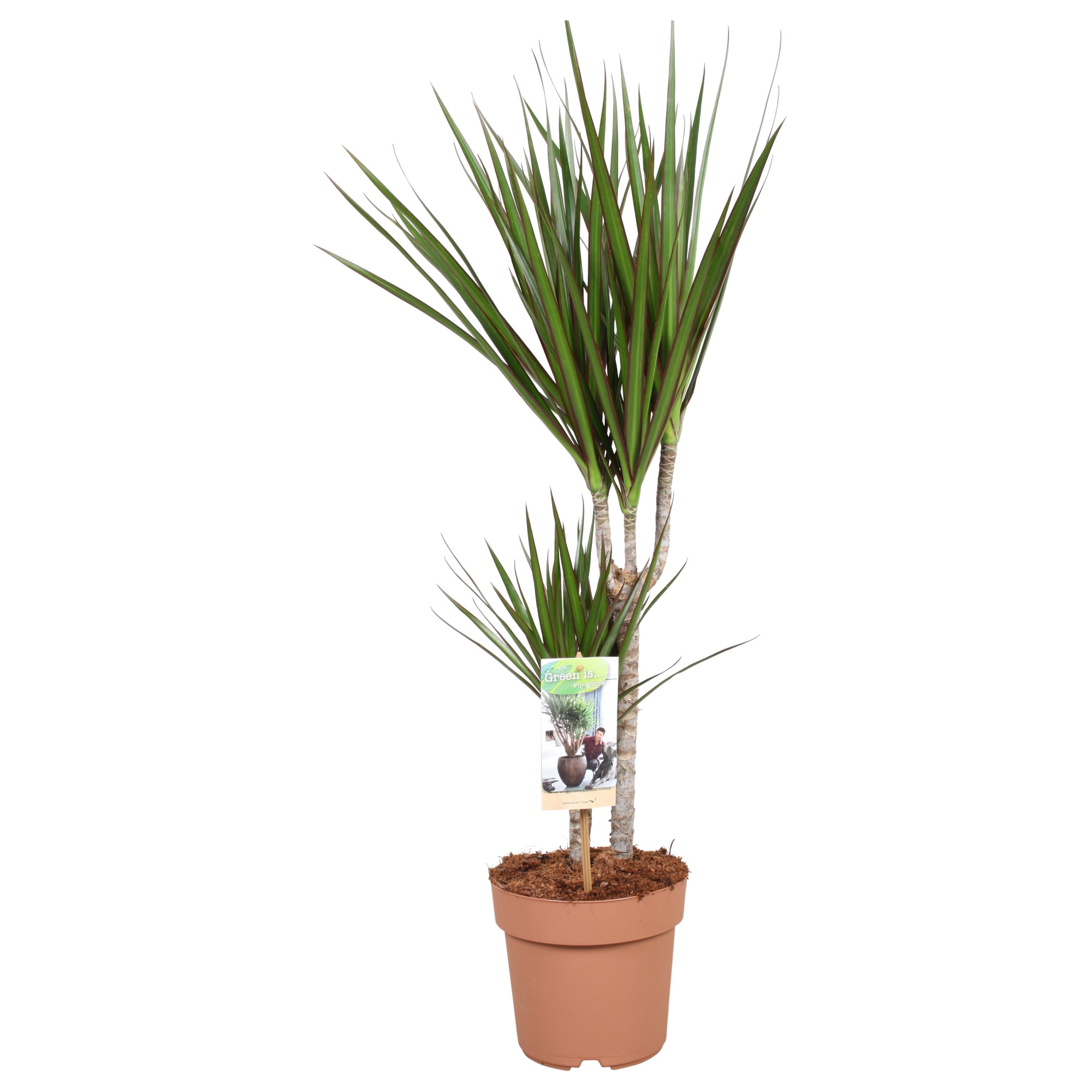 Dracaena Marginata 30-15 - hoogte 75-85, D 17 cm
