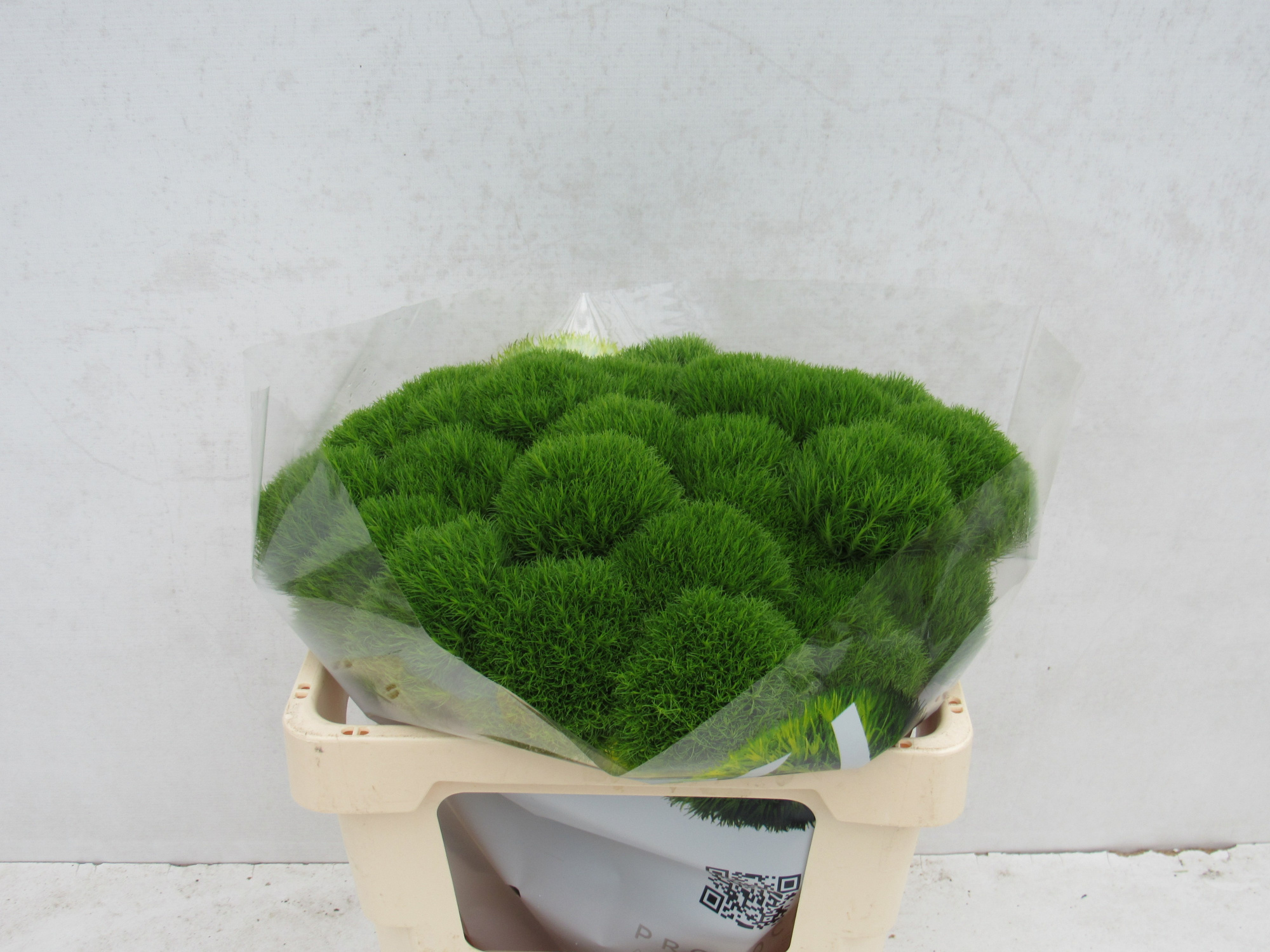 Диантус Барбатус Киви Меллоу 50, шт.