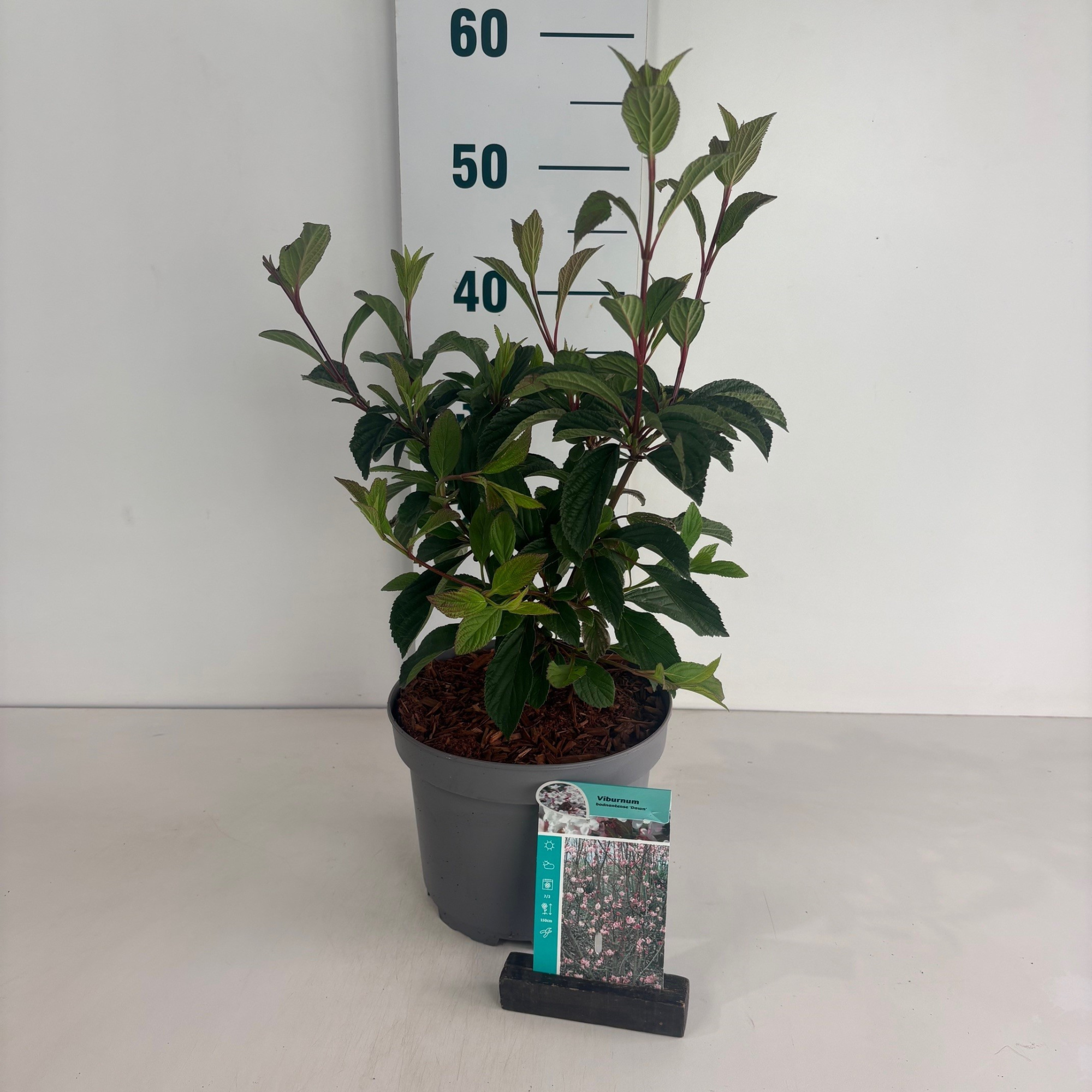 Viburnum bodnantense Dawn, D 20 cm