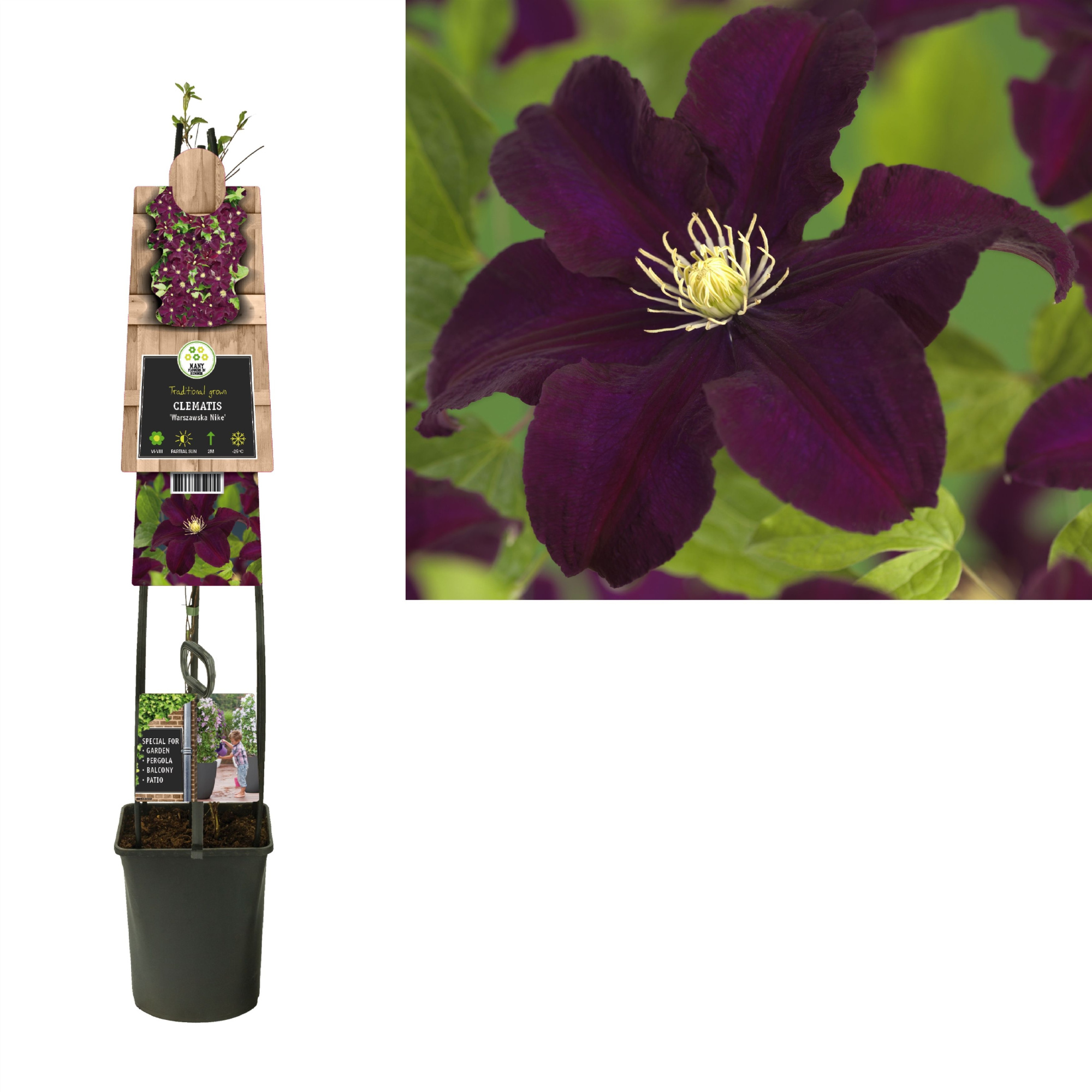 Clematis 'Warszawska Nike' +3.0 label, D 23