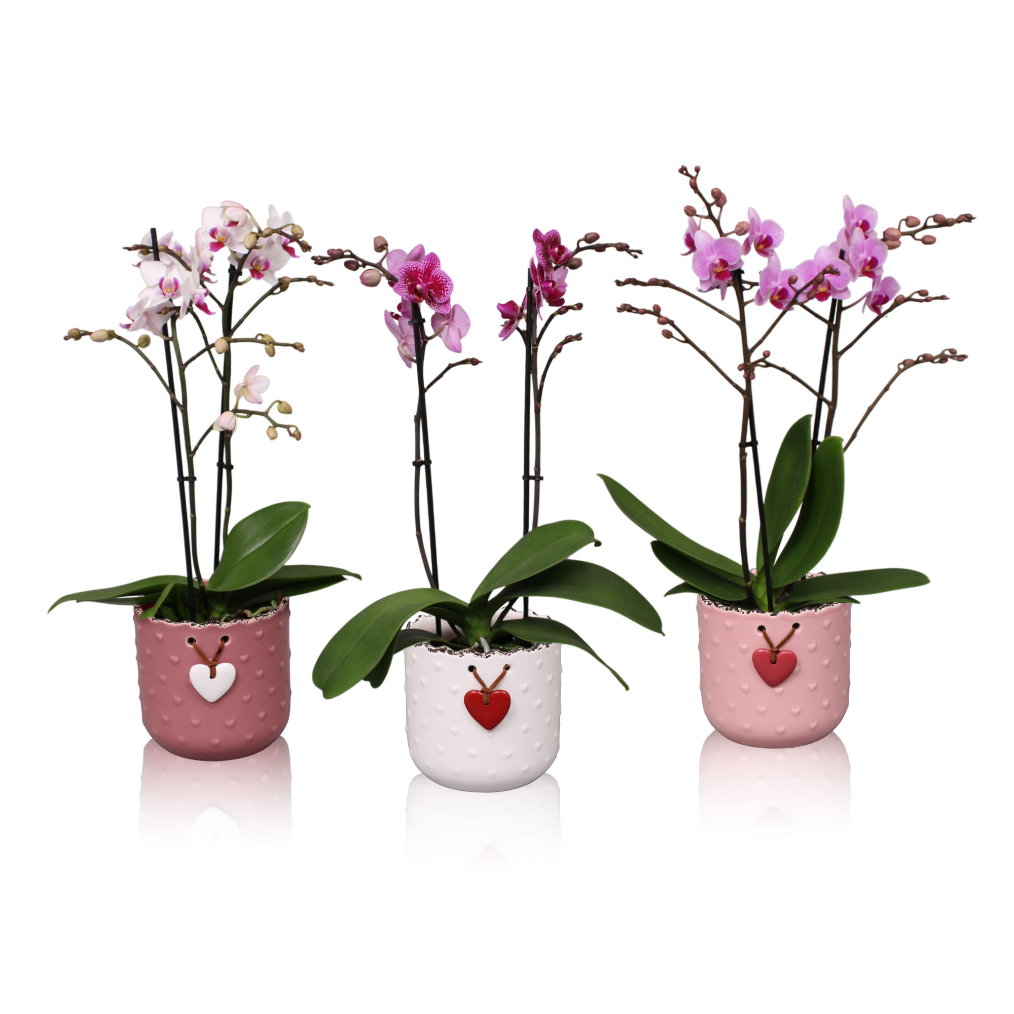 Phal. Multiflora 2-tak mix in keramiek BGC025 Mila keramiek, D 12 cm