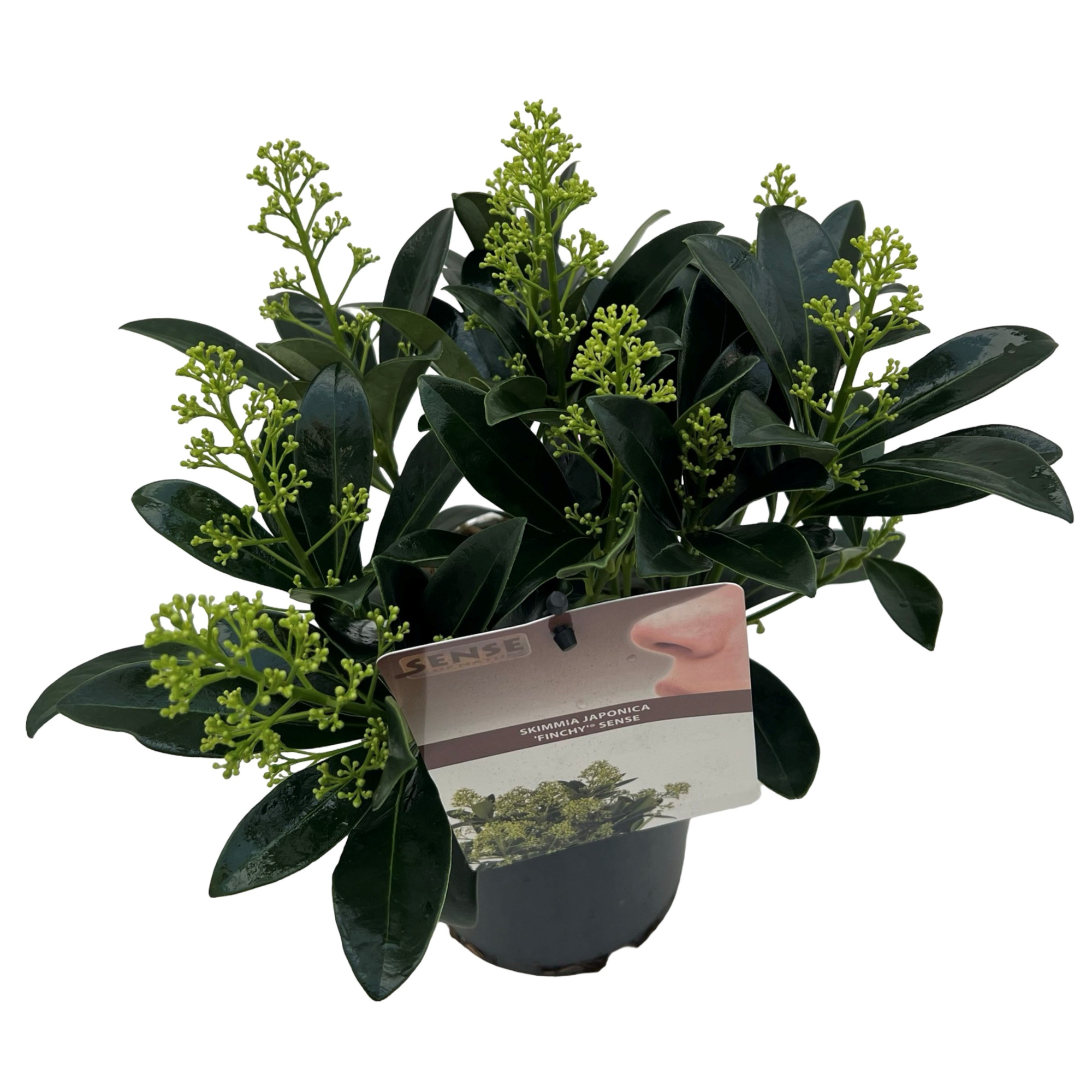 Skimmia jap. 'Finchy' ® sense, D 15 cm