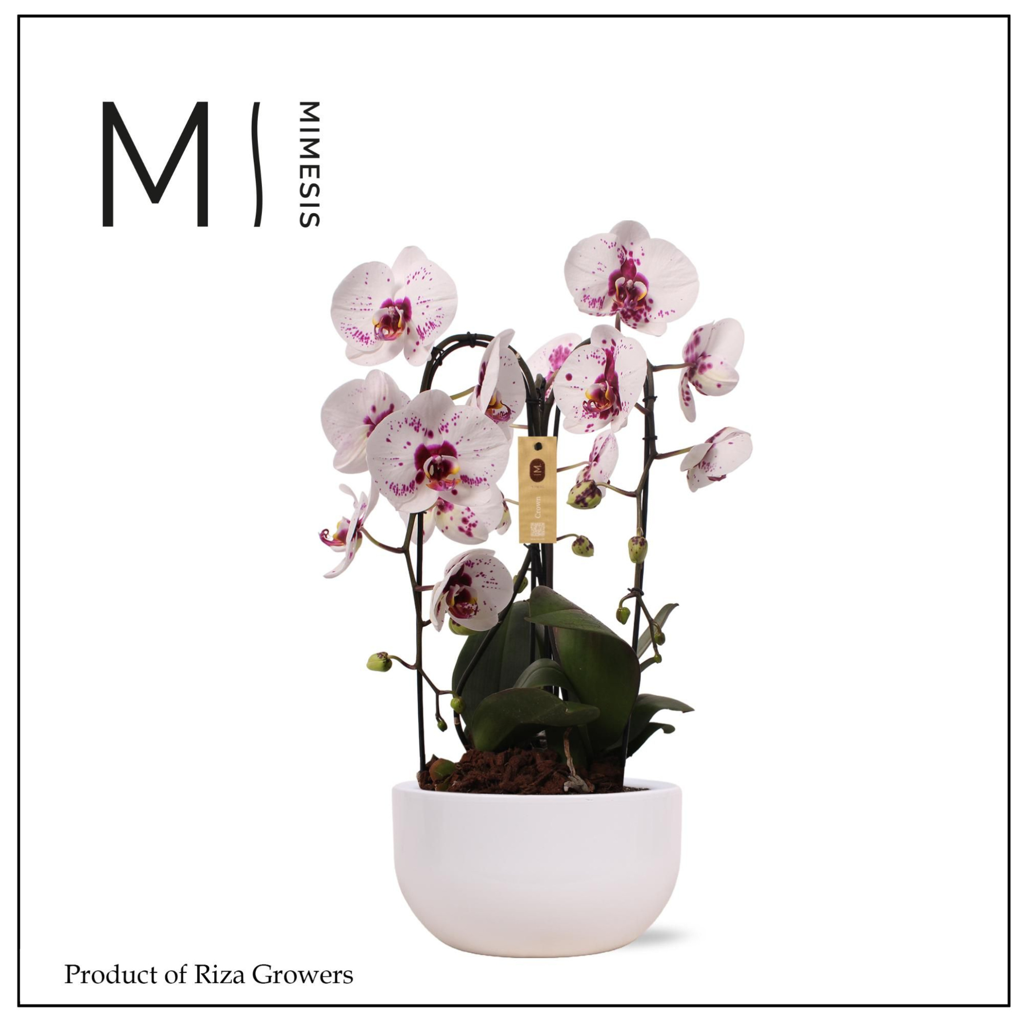 Phalaenopsis Arrangement Crown White Special 3 spike - 26cm in Saskia White Ceramic | Mimesis, D 26 cm
