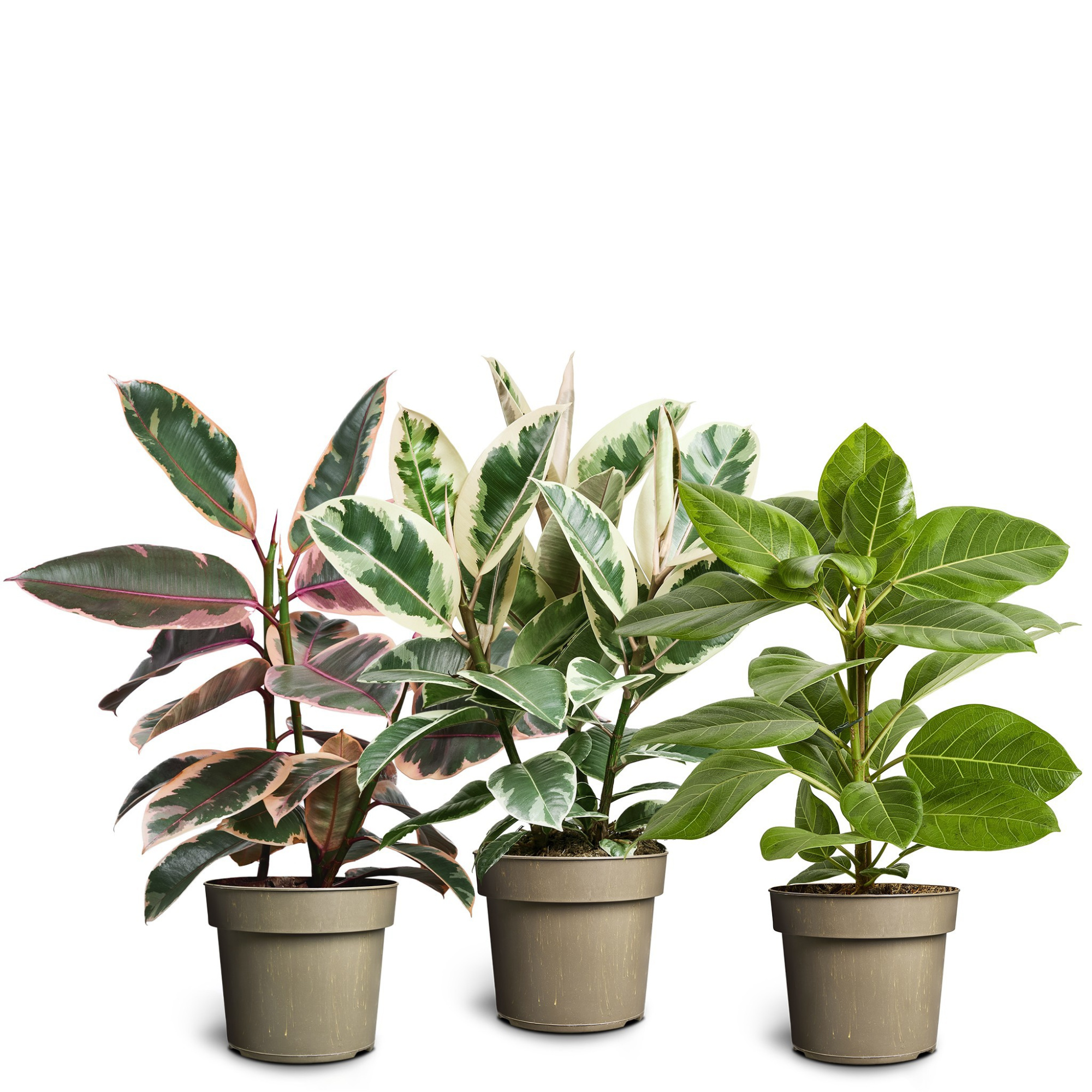Ficus elastica Collaction, D 17