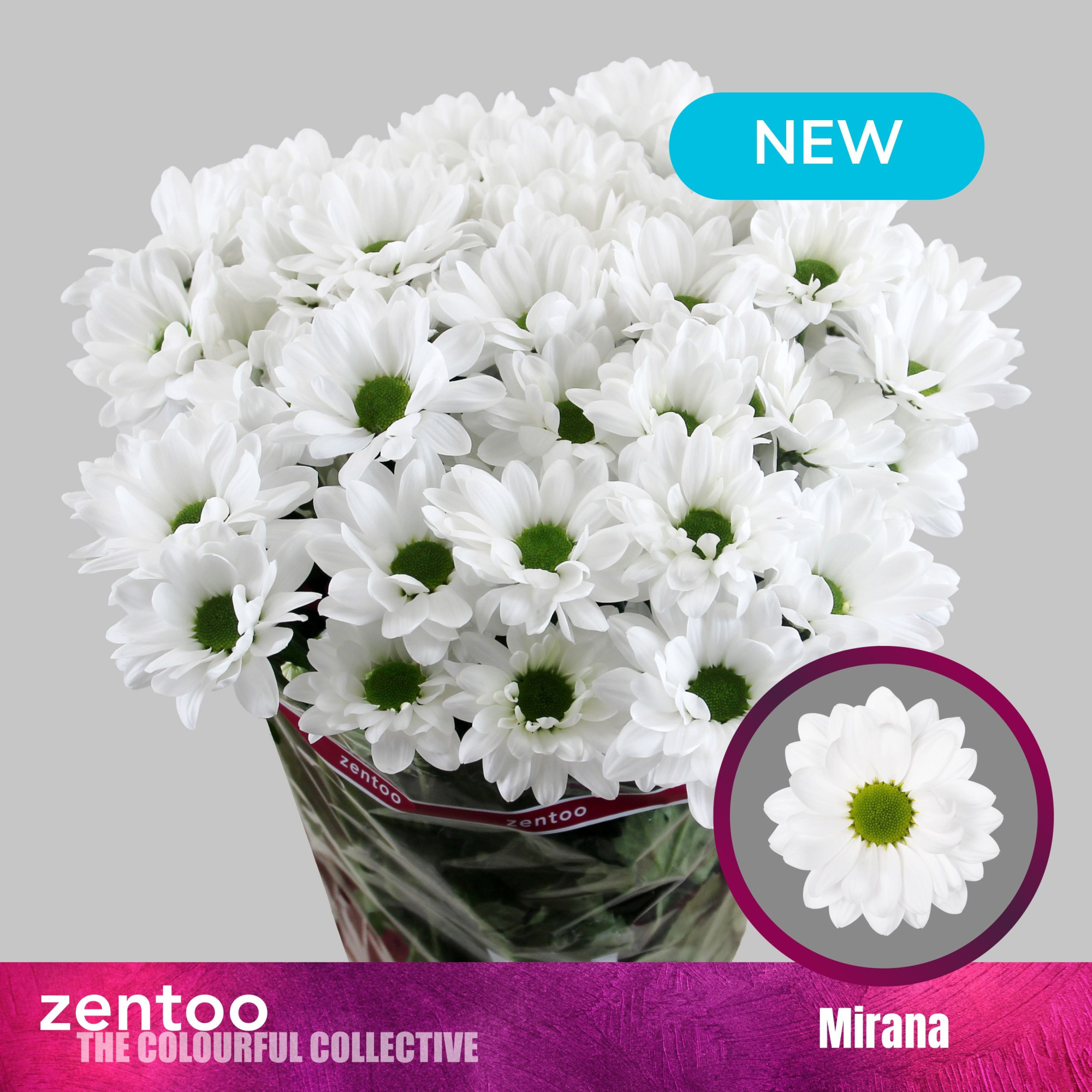 Хризантема куст. Мирана 70, шт.