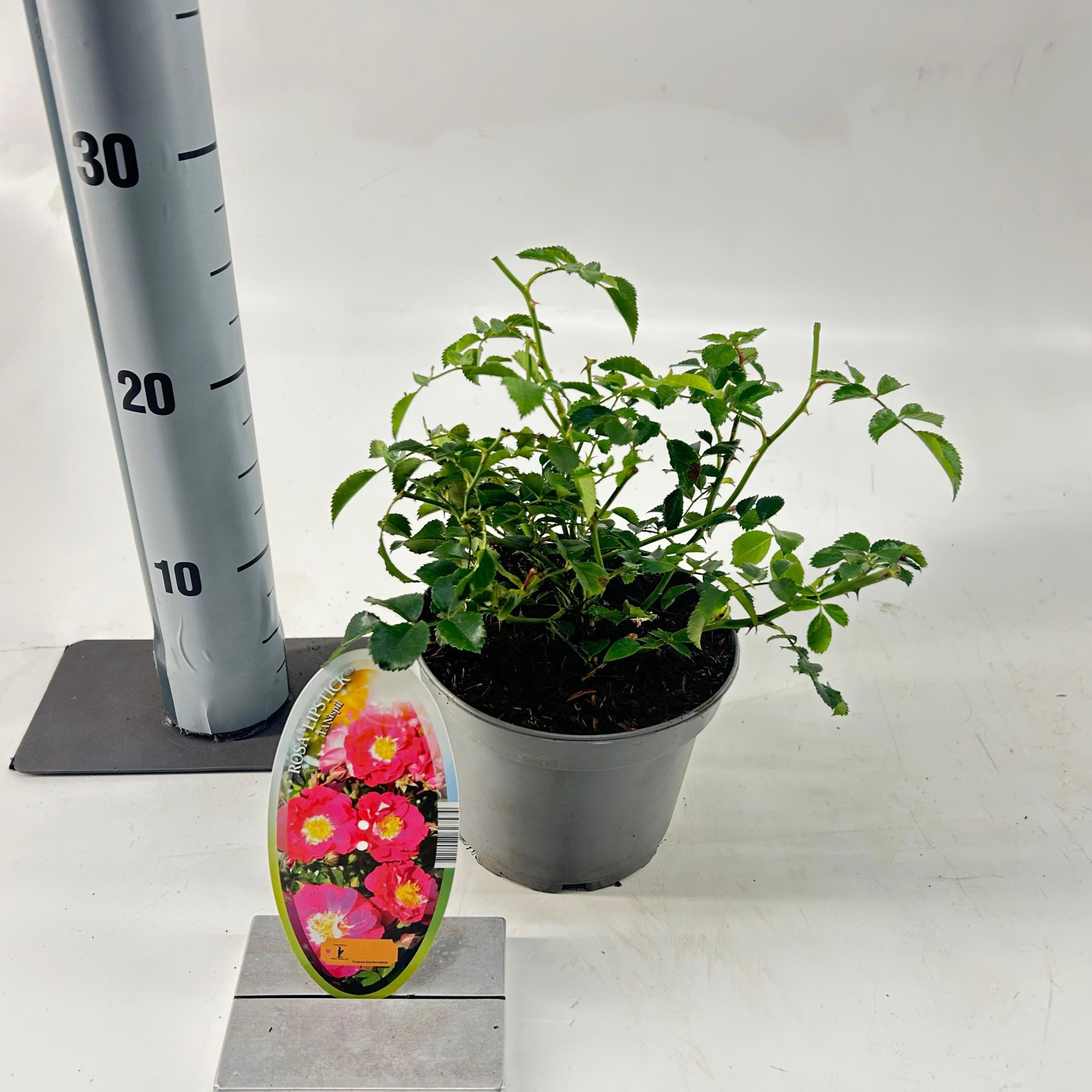 Rosa (H) 'Lipstick', D 15 cm