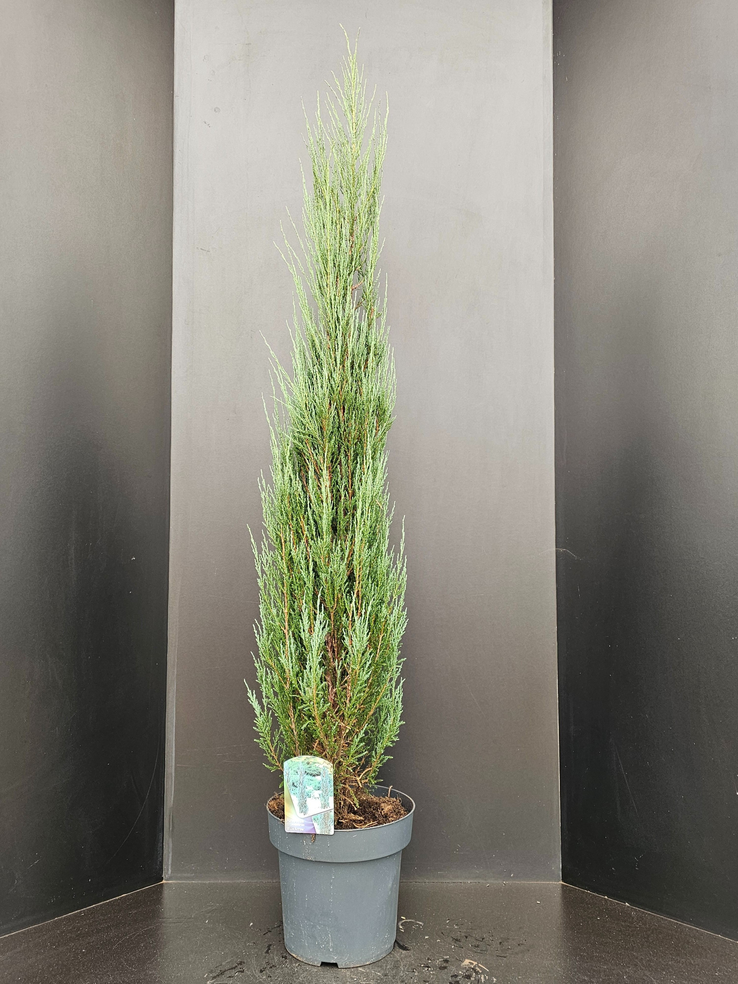 Juniperus scopulorum 'Blue Arrow', D 32 cm