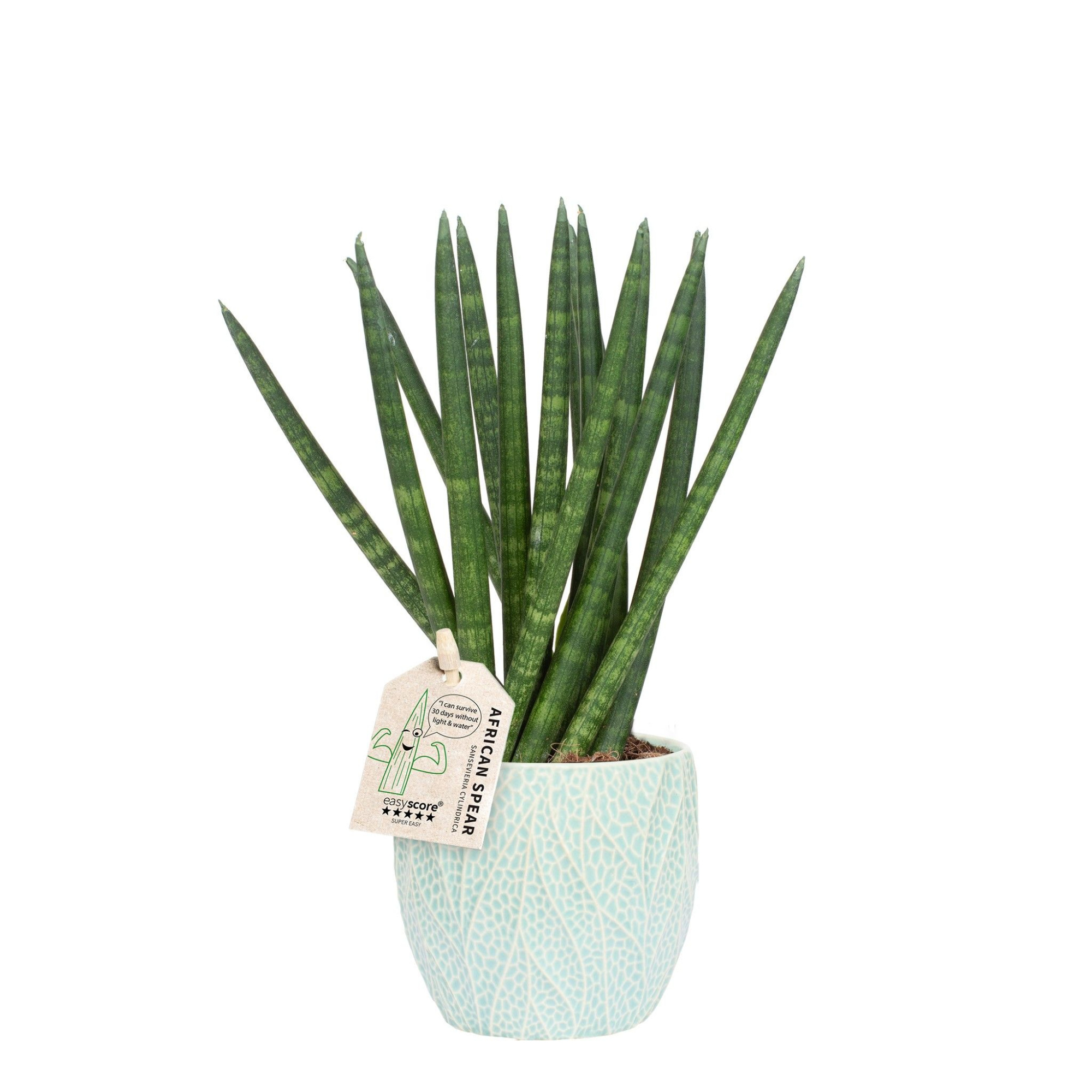 Leaf Ocean, Sansevieria cylindrica ´Spaghetti´, D 10 cm