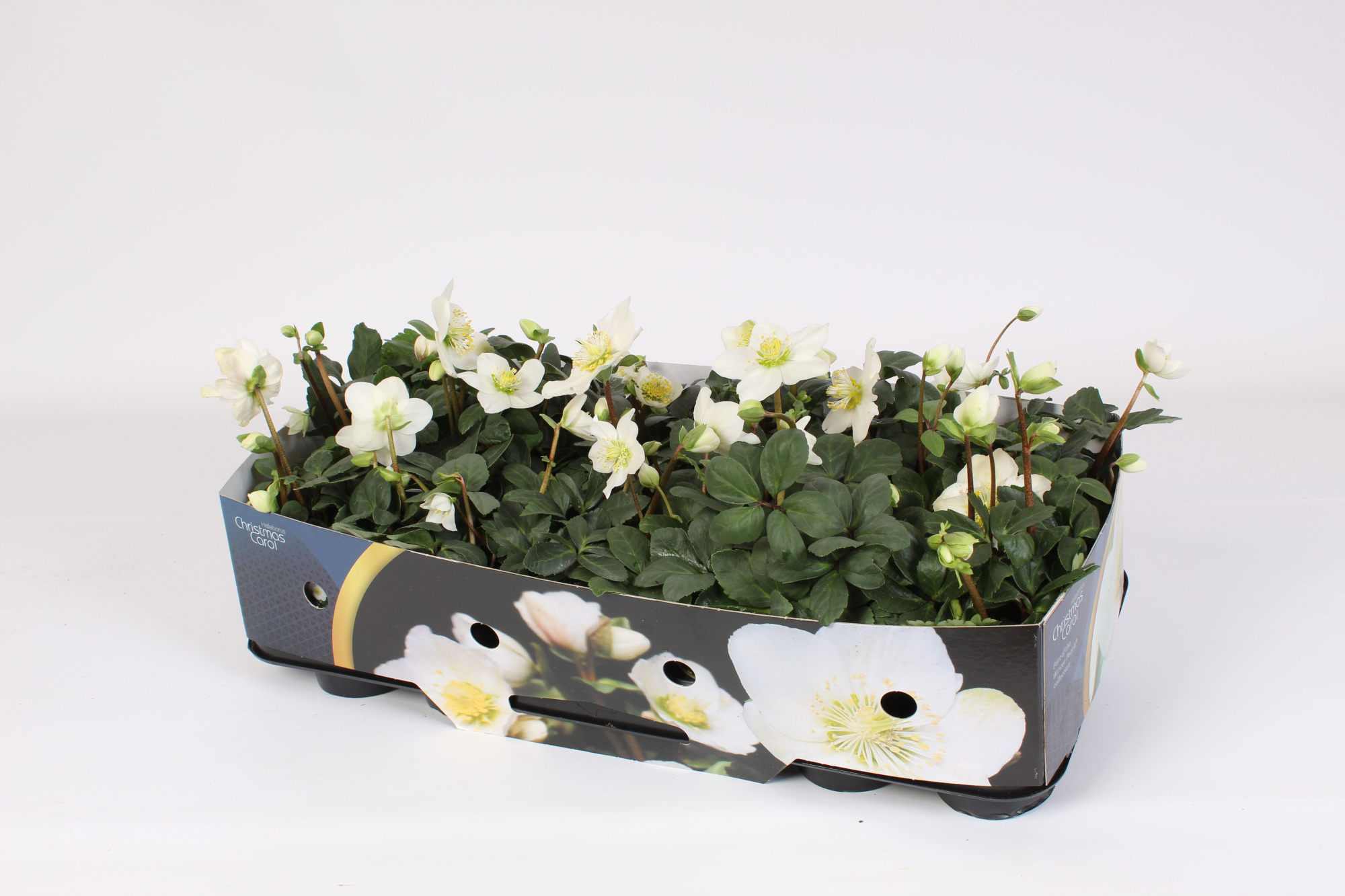 Helleborus n. Christmas Carol 9cm (l) kraag, D 9 cm