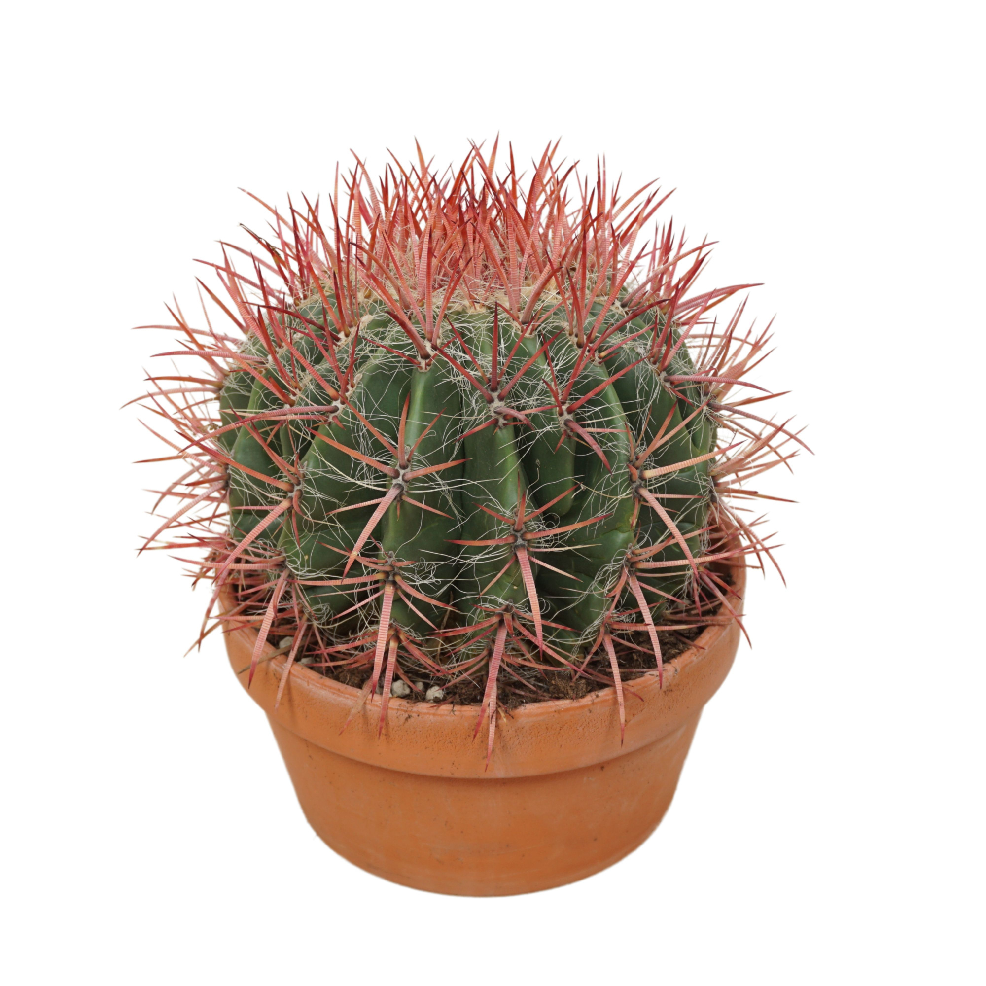 Ferocactus stainesii 20 cm, D 20 cm