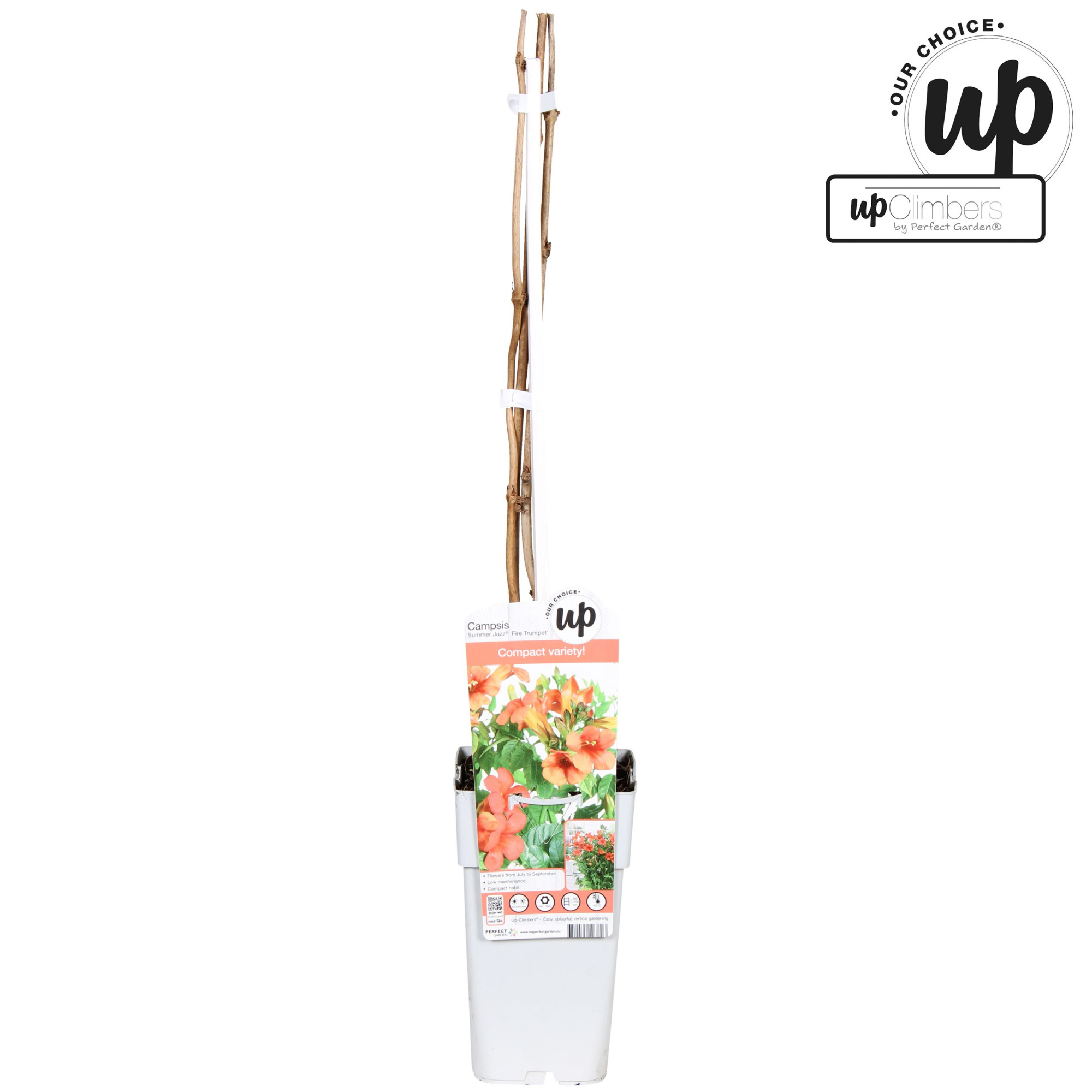 Campsis Summer Jazz Fire Trumpet P15, D 15