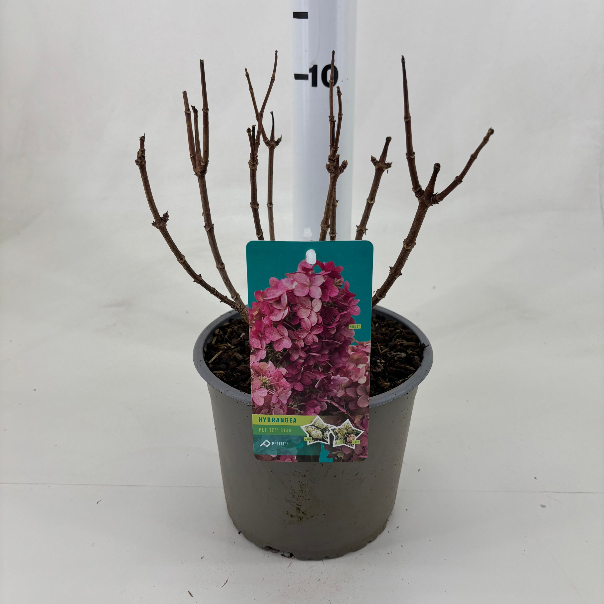 Hydrangea paniculata 'Petite Star' ®, D 19