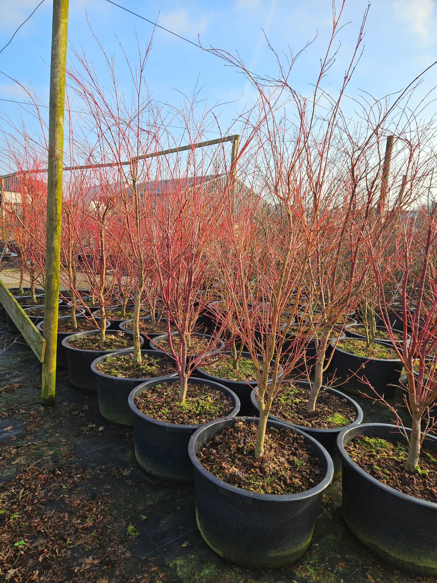 Acer palmatum 'Sangokaku', D 59