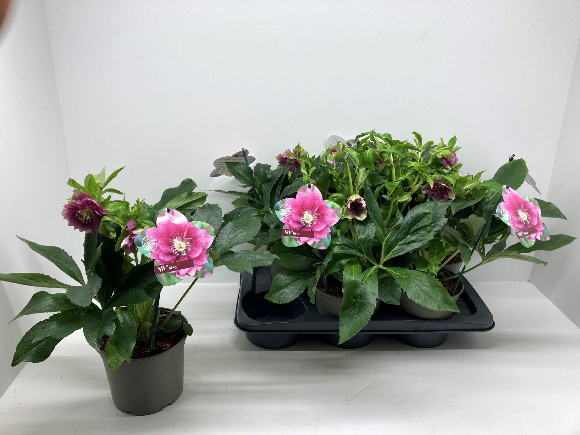 Helleborus orientalis 'ViV Nova', D 17 cm