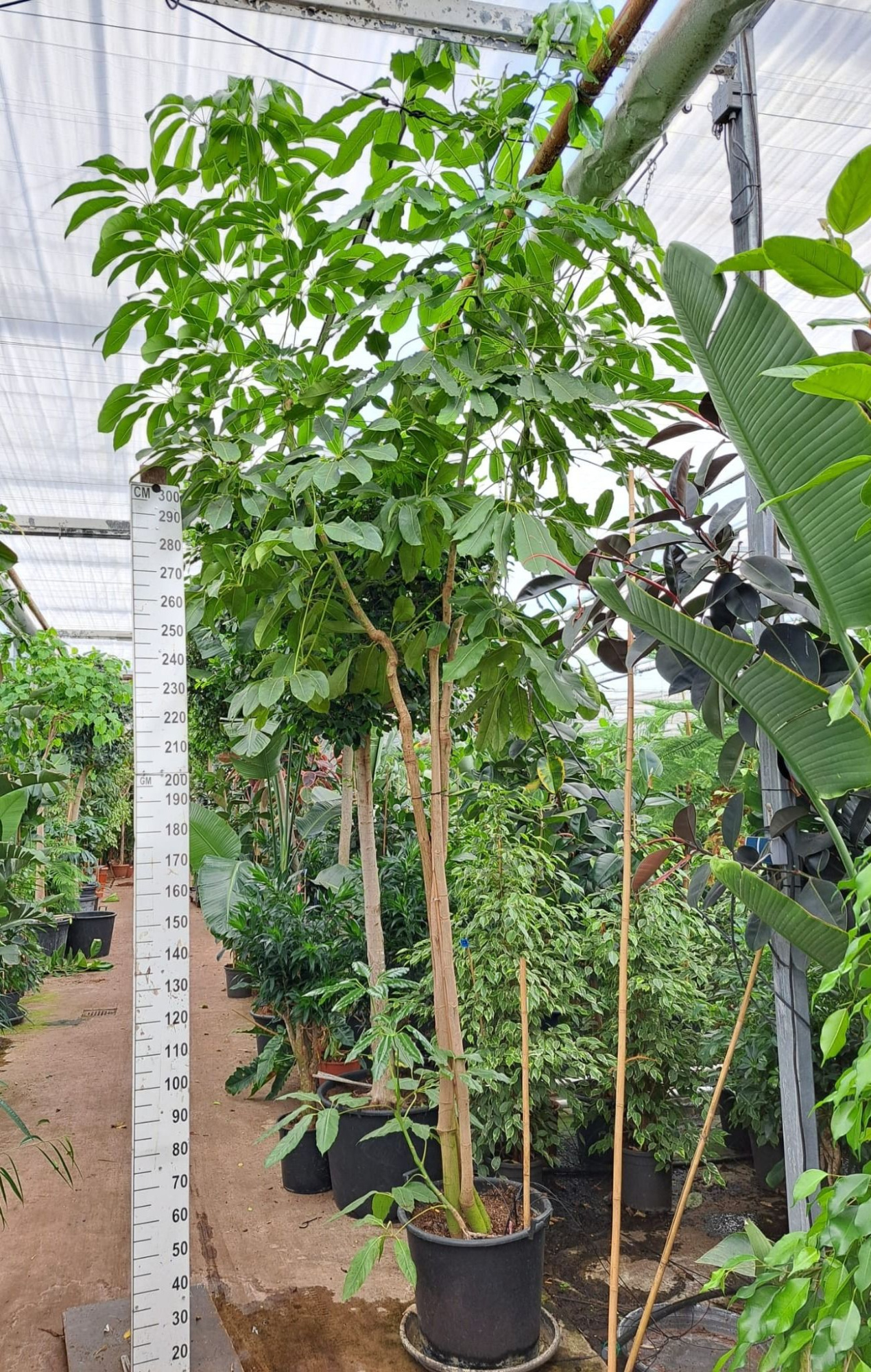 Schefflera Amate multistam 500, D 50