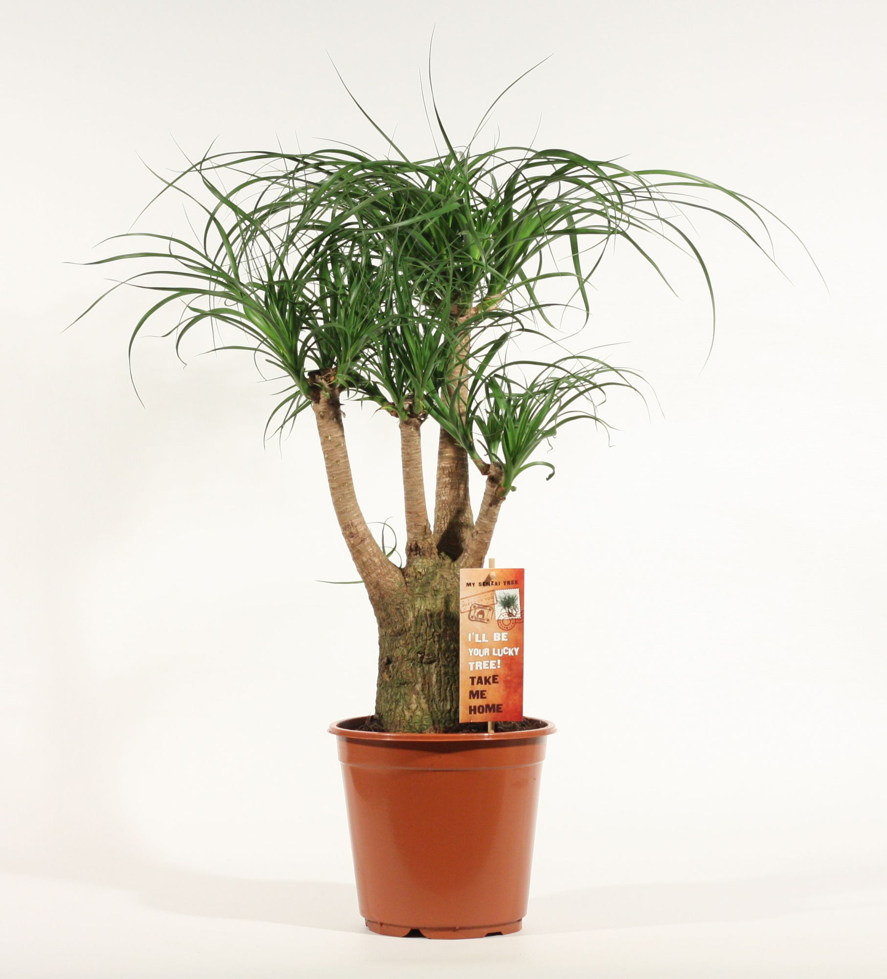 Beaucarnea vertakt 21 cm, D 21 cm