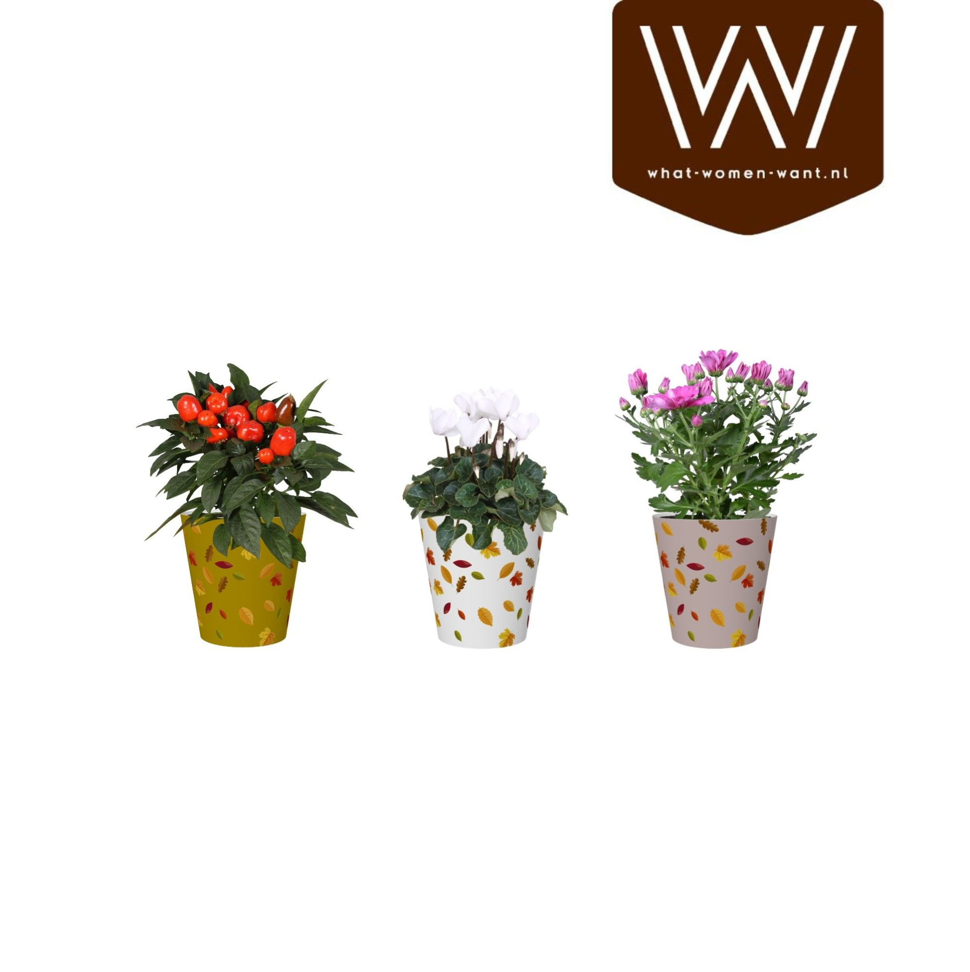 Bloeimix in smartcup Herfst, D 12 cm