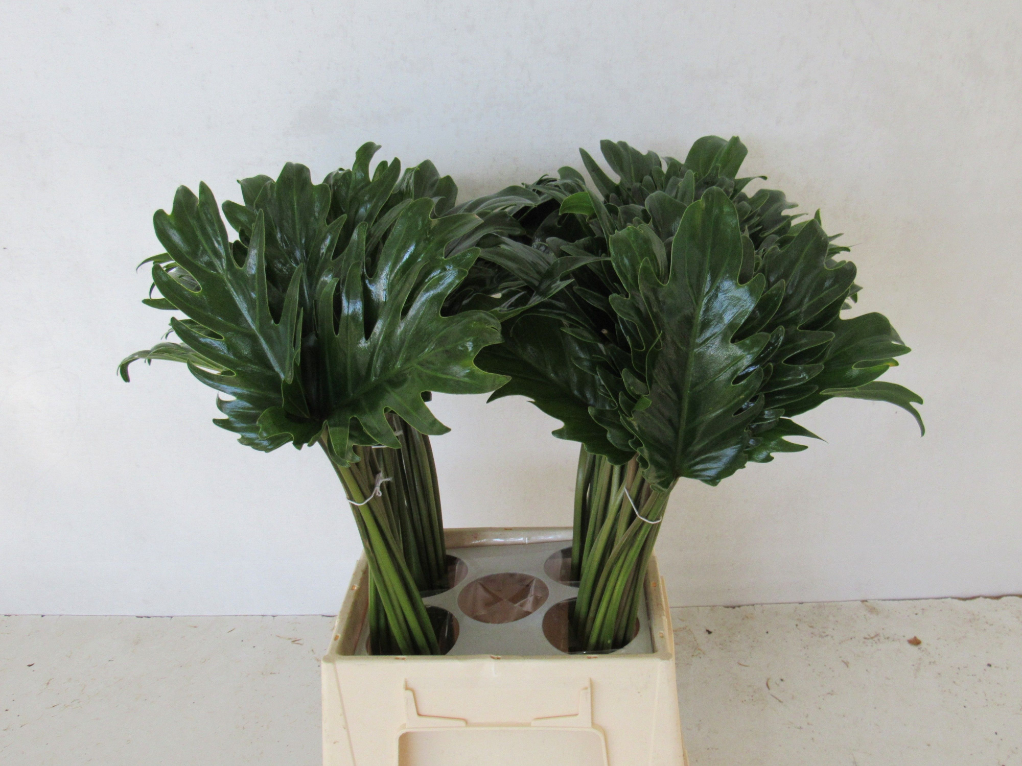 Филодендрон Ксанаду 45, шт.