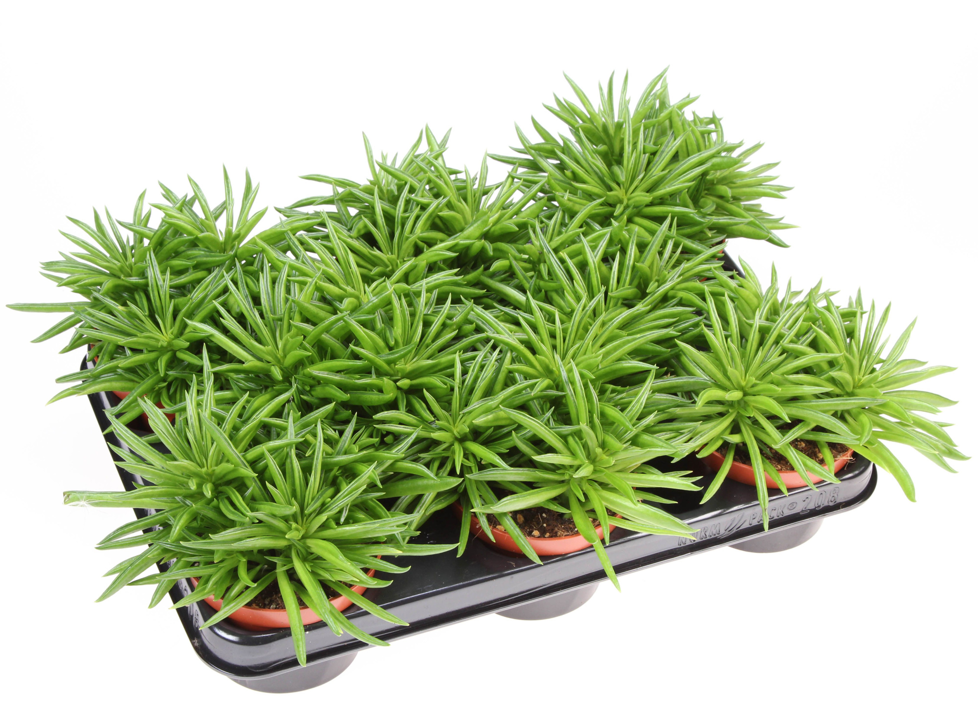 Peperomia Happy Bean, D 10,5 cm