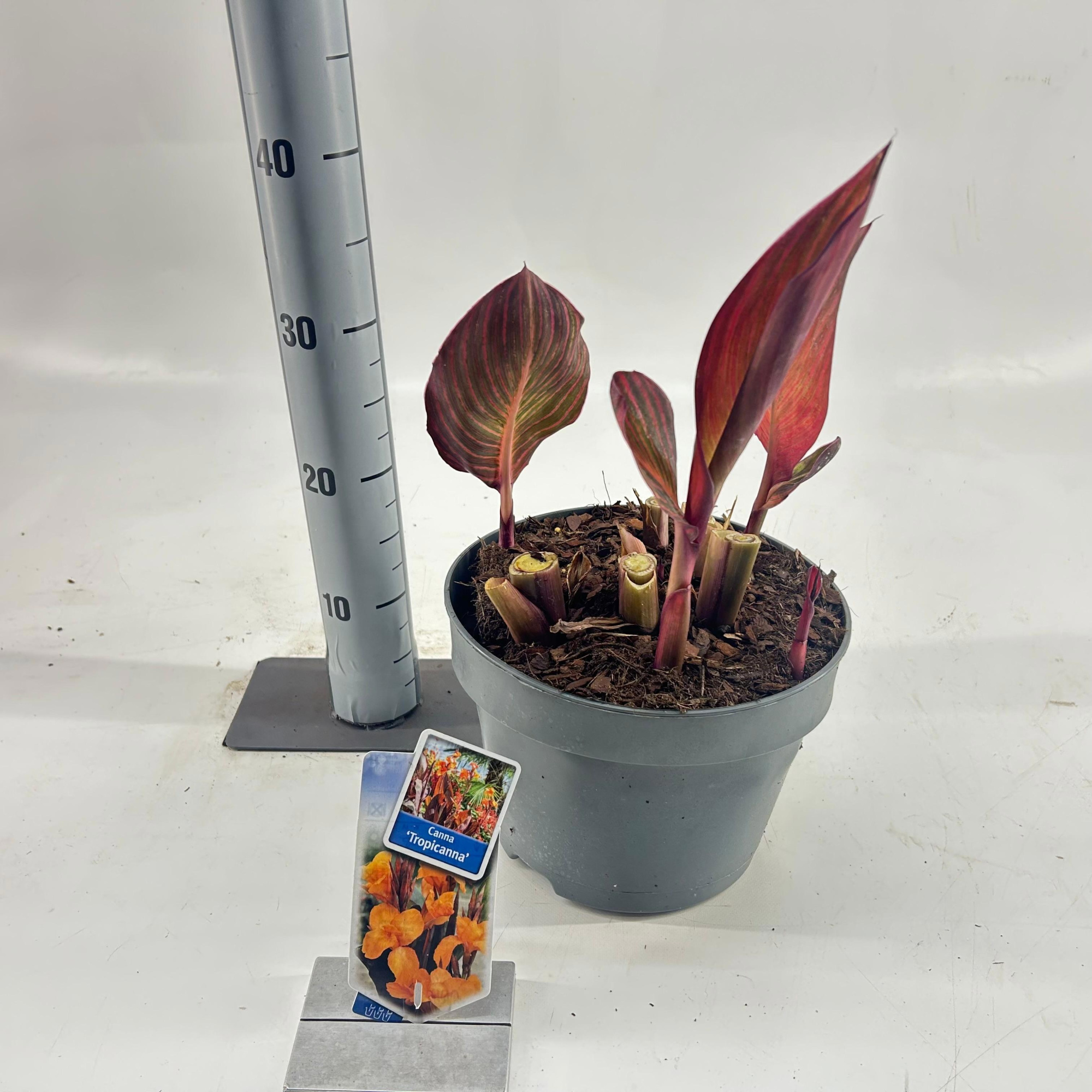 Canna Tropiccana, D 23