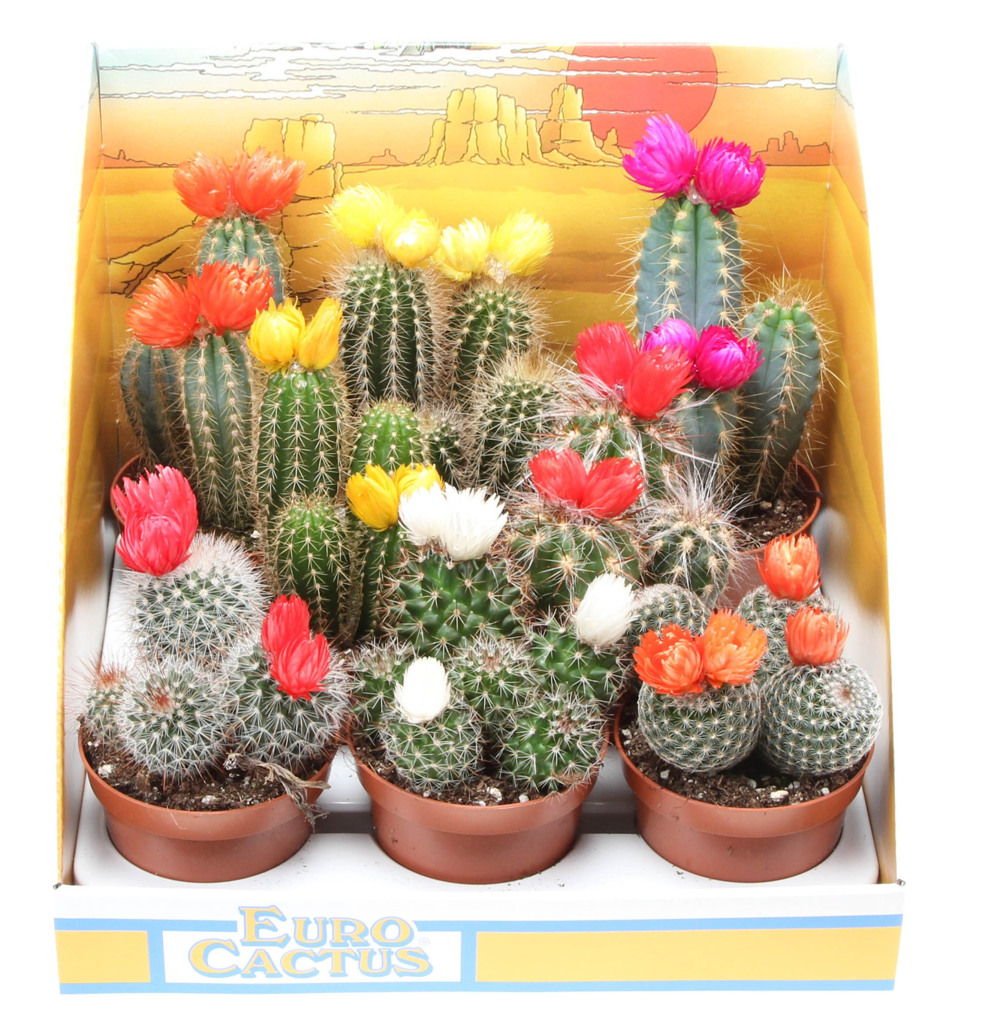 Strobloem in showdoos, D 8,5 cm