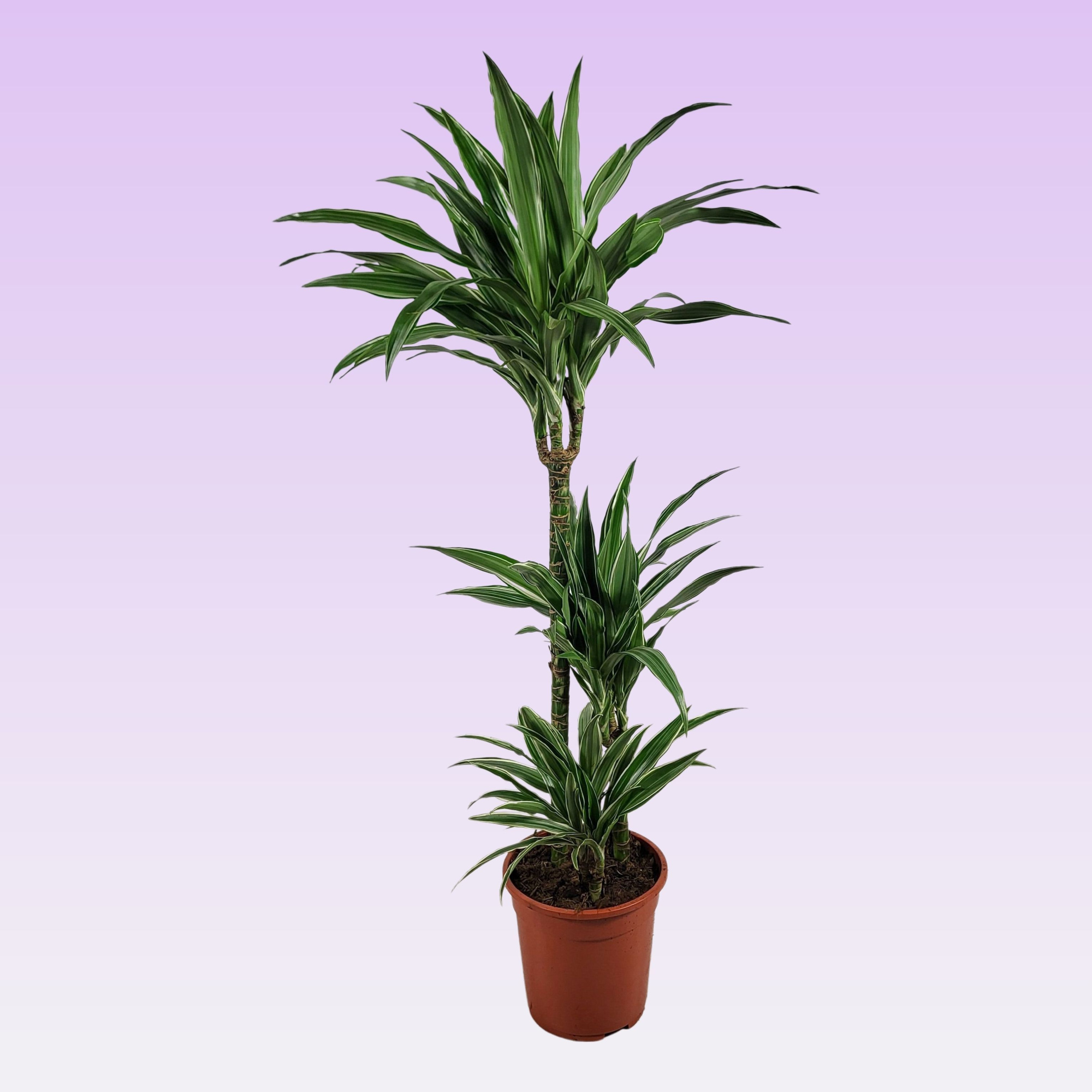 Dracaena Warneckei 60-30-15 100cm, D 21 cm
