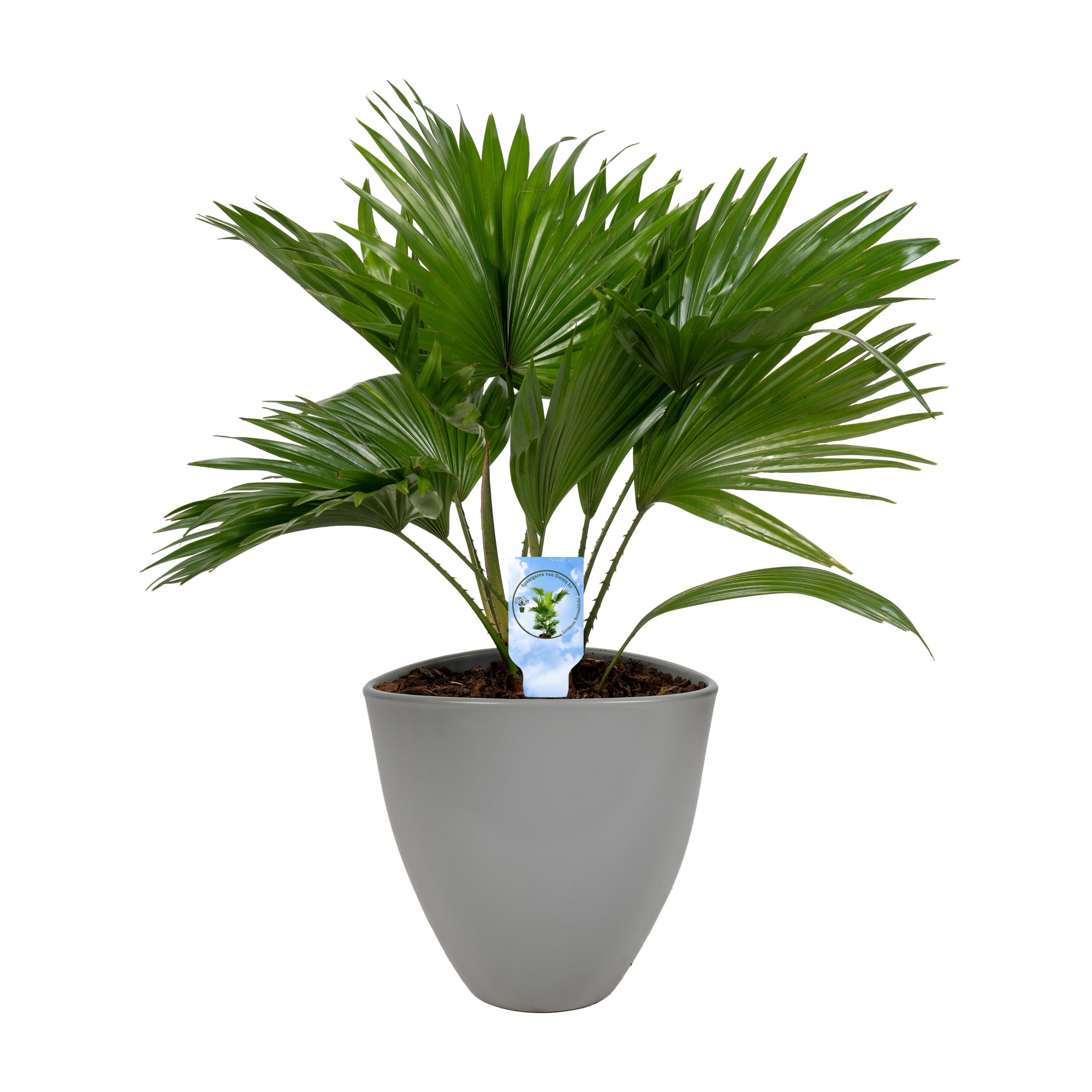 Livistona in avani pot grey asp Lucht Zuiverend, D 22