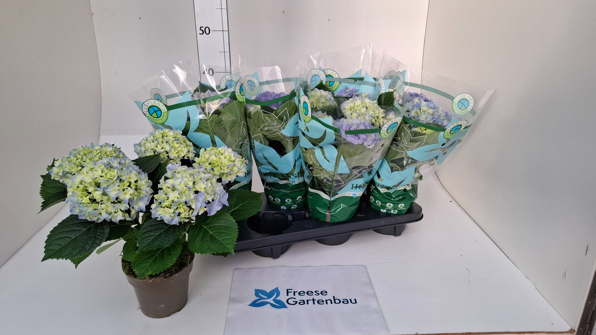 Hydrangea macrophylla, D 13