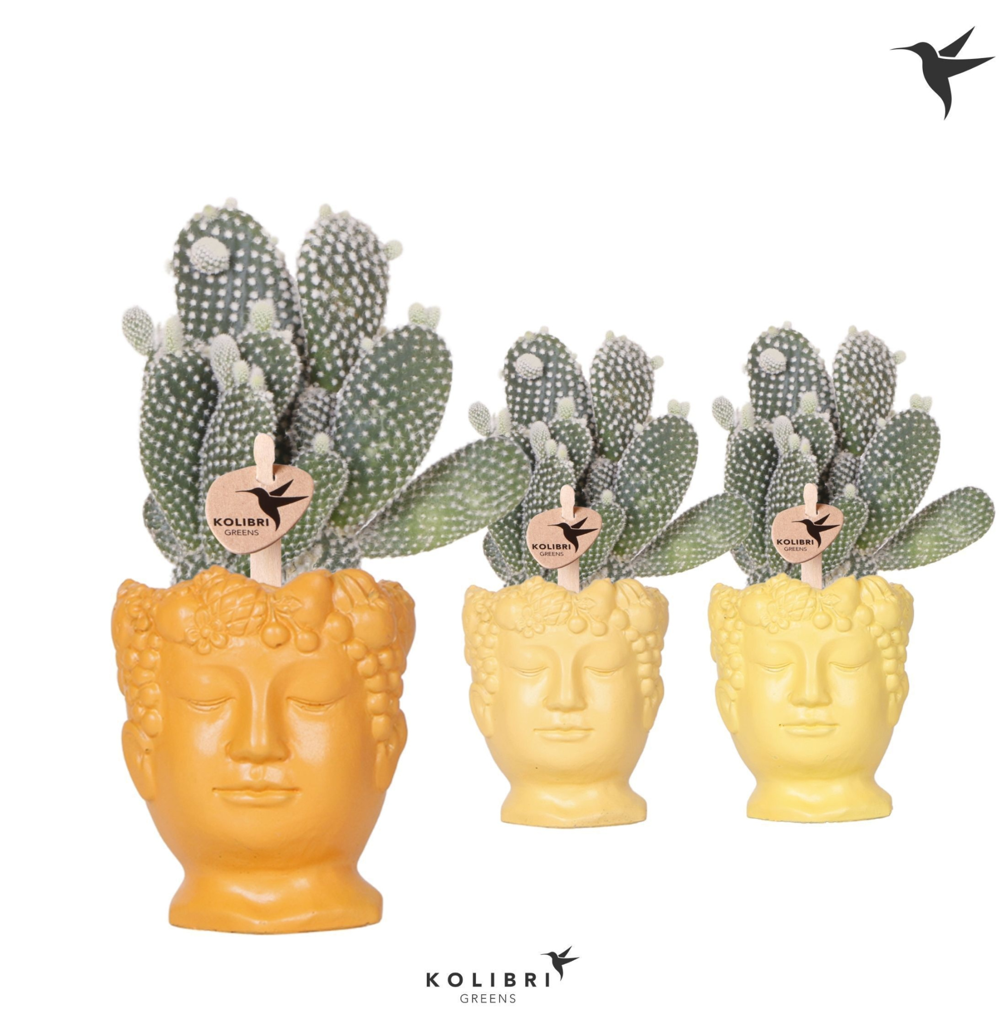 Kolibri Greens Opuntia white in Fruity Head pot yellow mix, D 9 cm