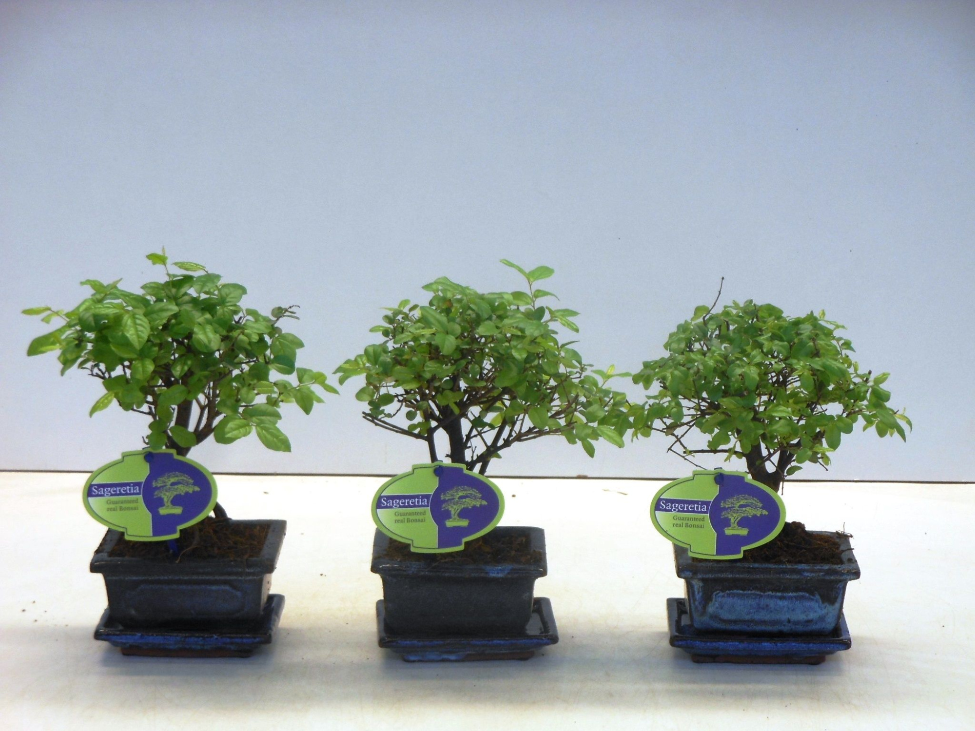 Sageretia theezans, 12cm., broom, with drip tray, D 12