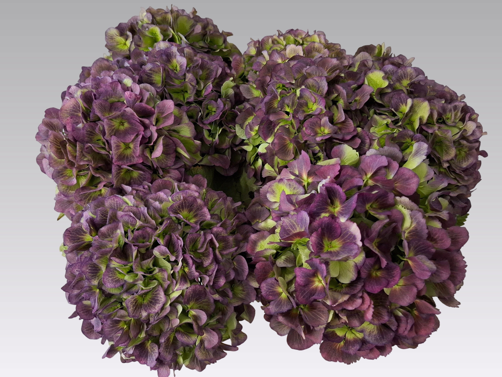 Гортензия Верена Блю Классик 65, шт.