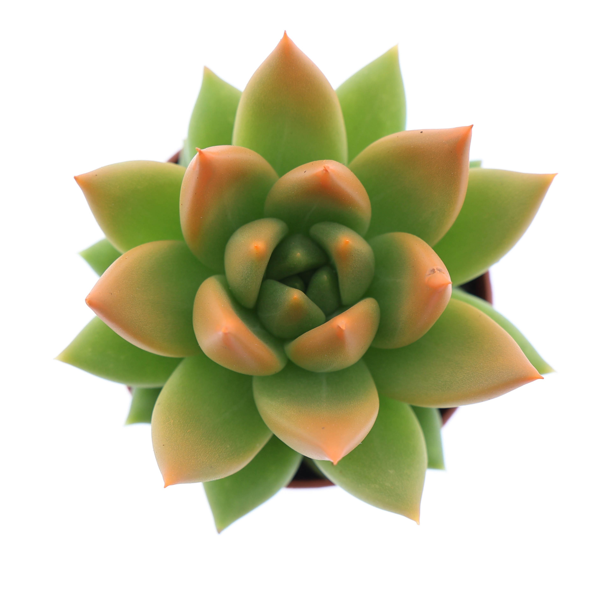 Miranda tips orange, D 5,5 cm