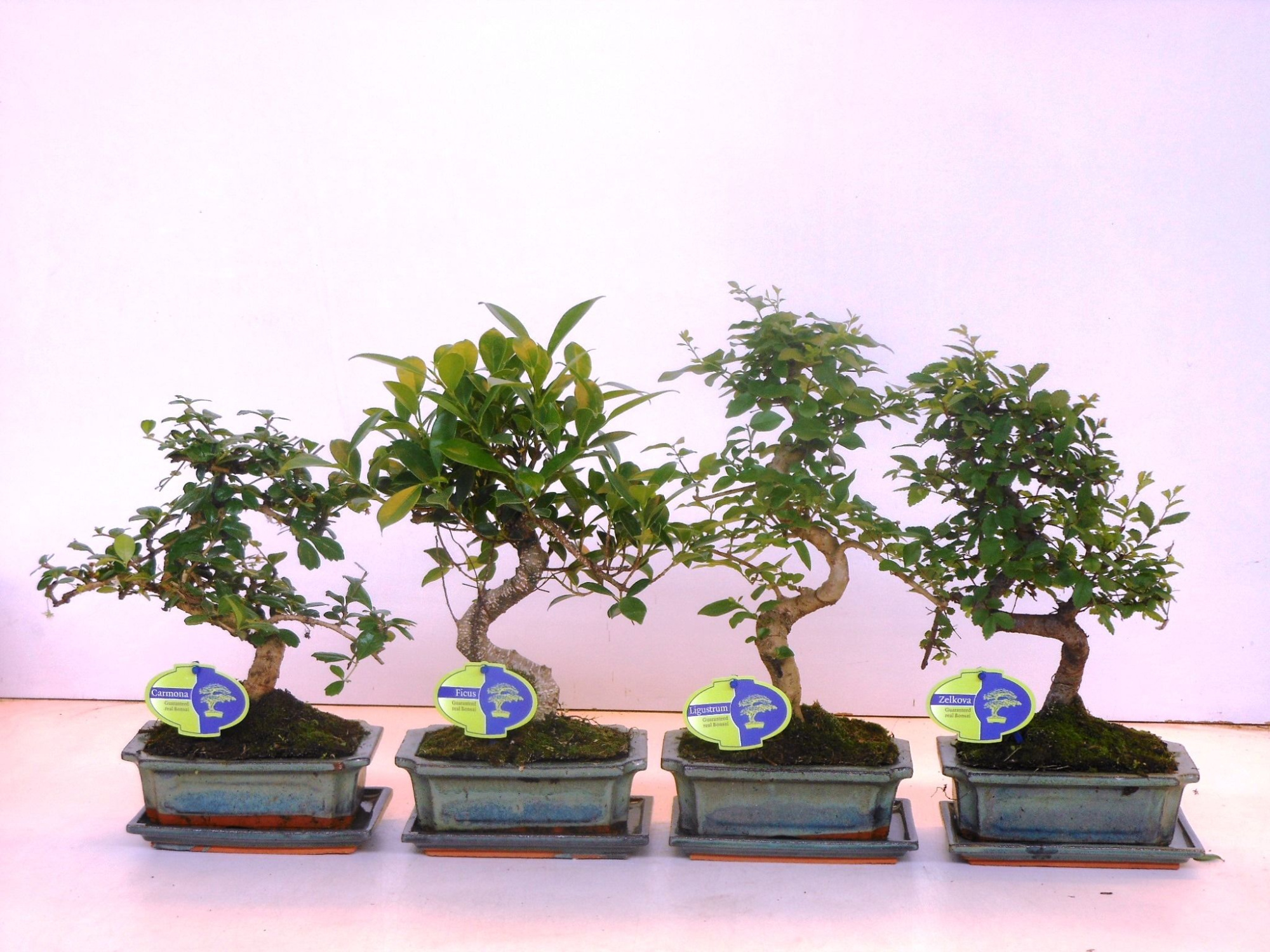 Bonsai mix, indoor, 20cm., shape, with drip tray, D 20