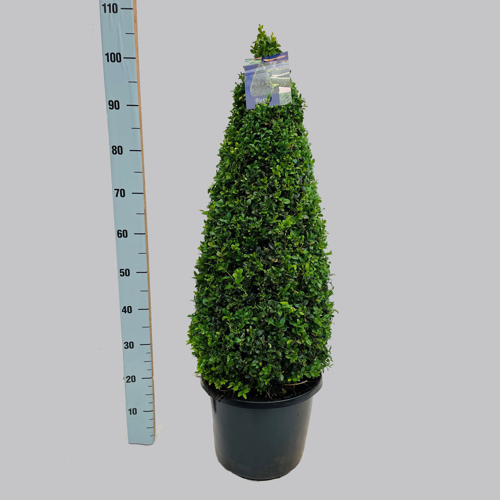 Buxus semp. pyr 70-80, D 32 cm