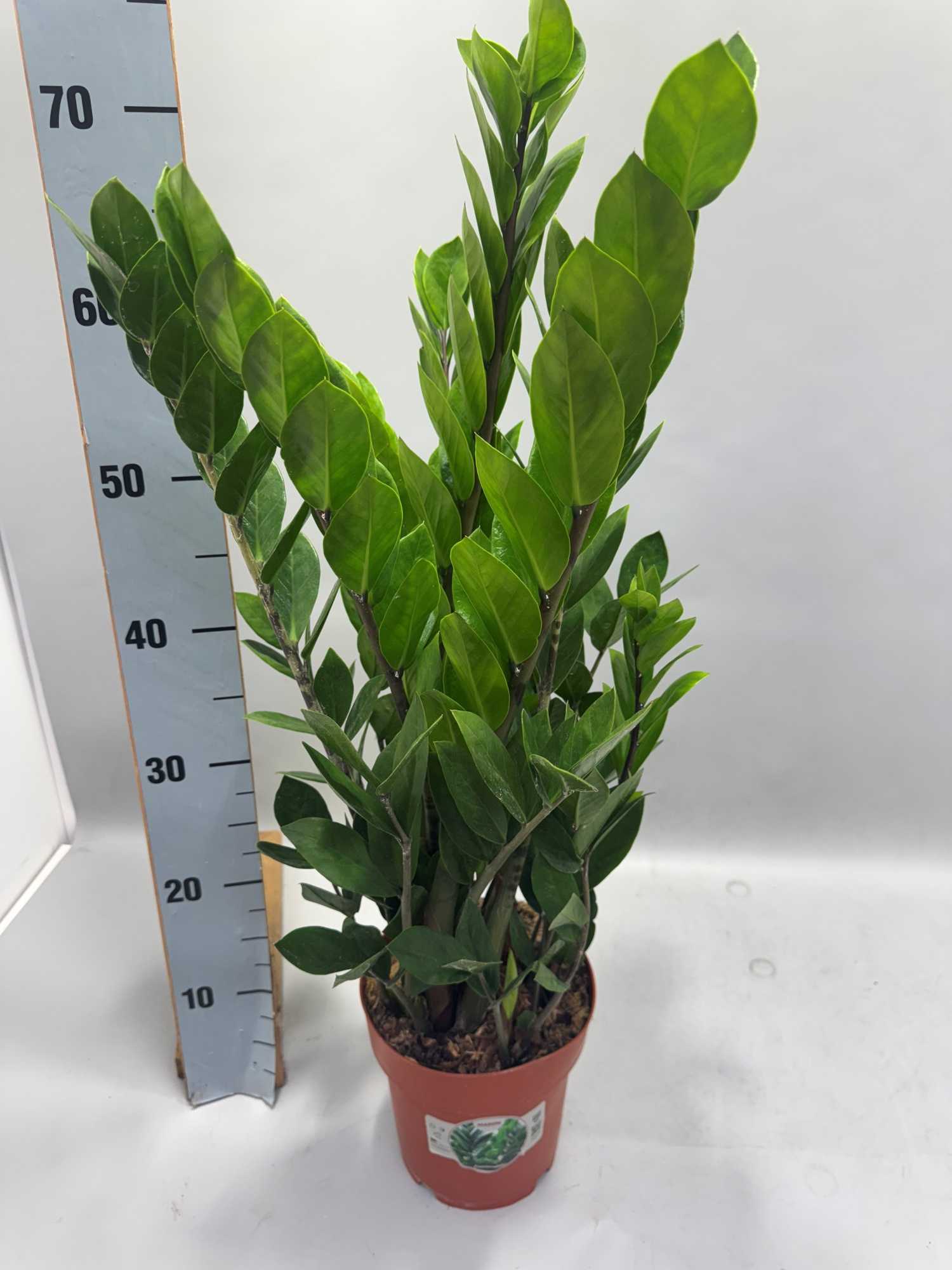 Zamioculcas 70cm 8+ veren, D 17 cm