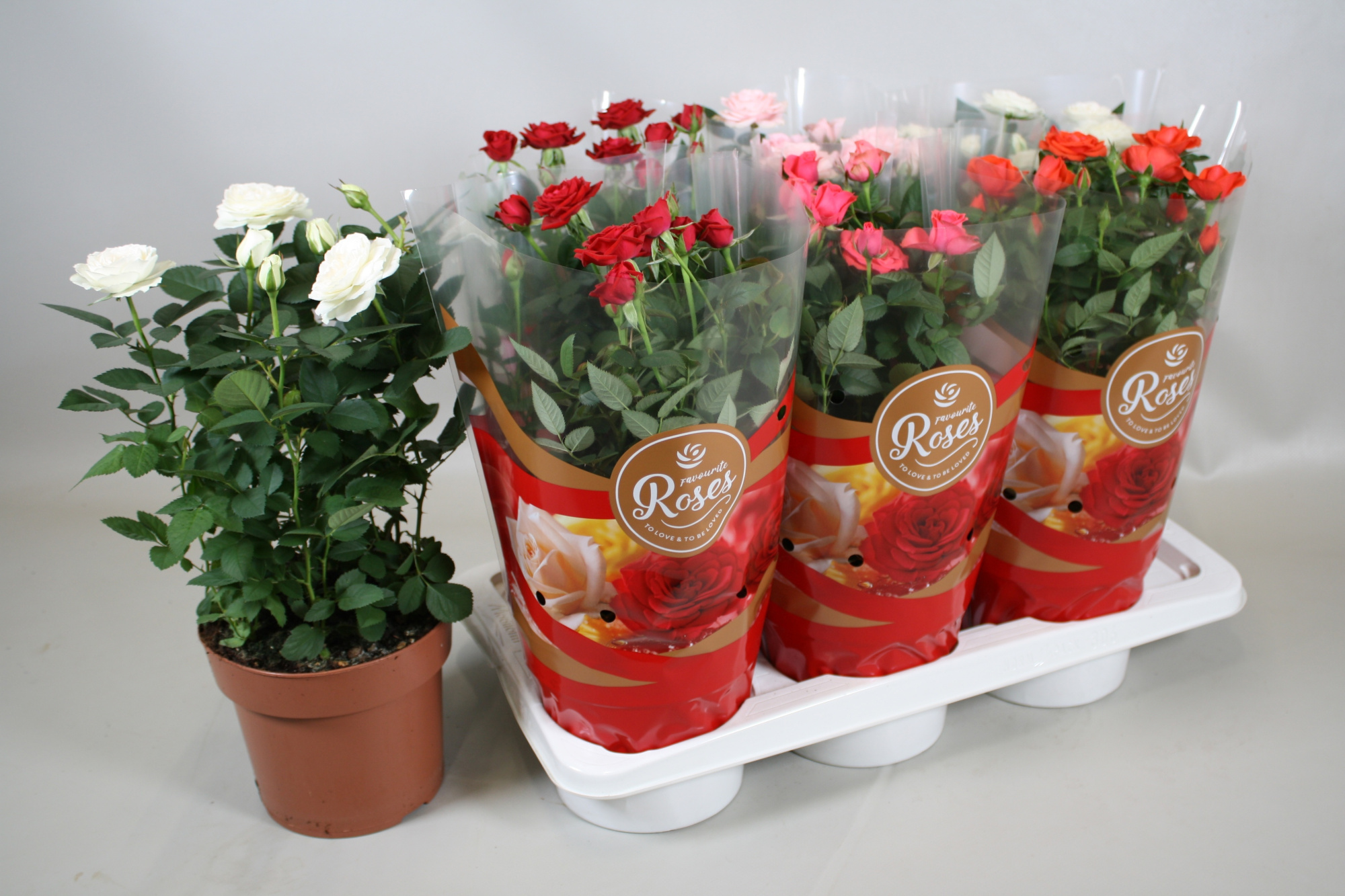 Rosa Favourite Roses gemengd in tray+seizoenshoes, D 17