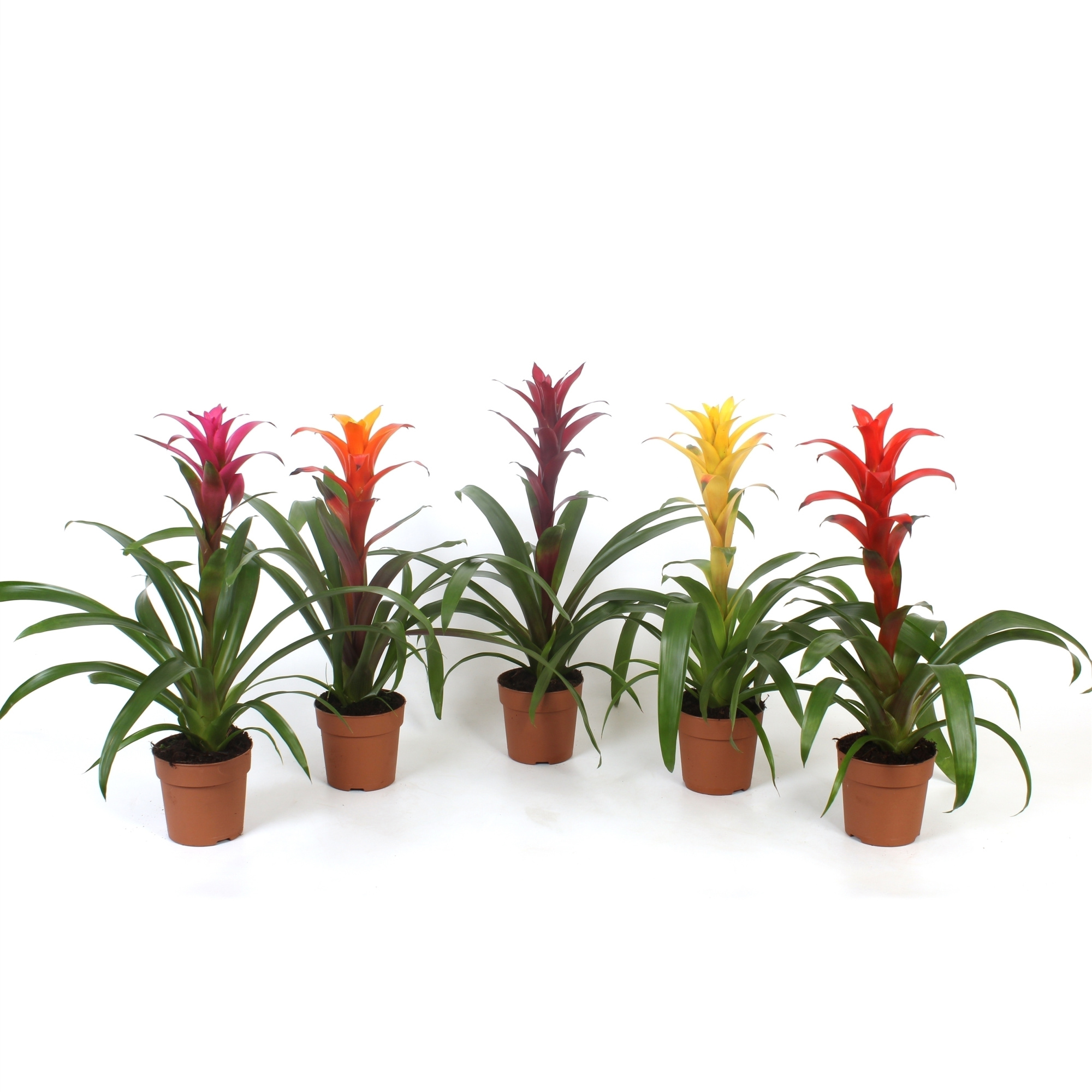 Guzmania Special mix, D 12 cm